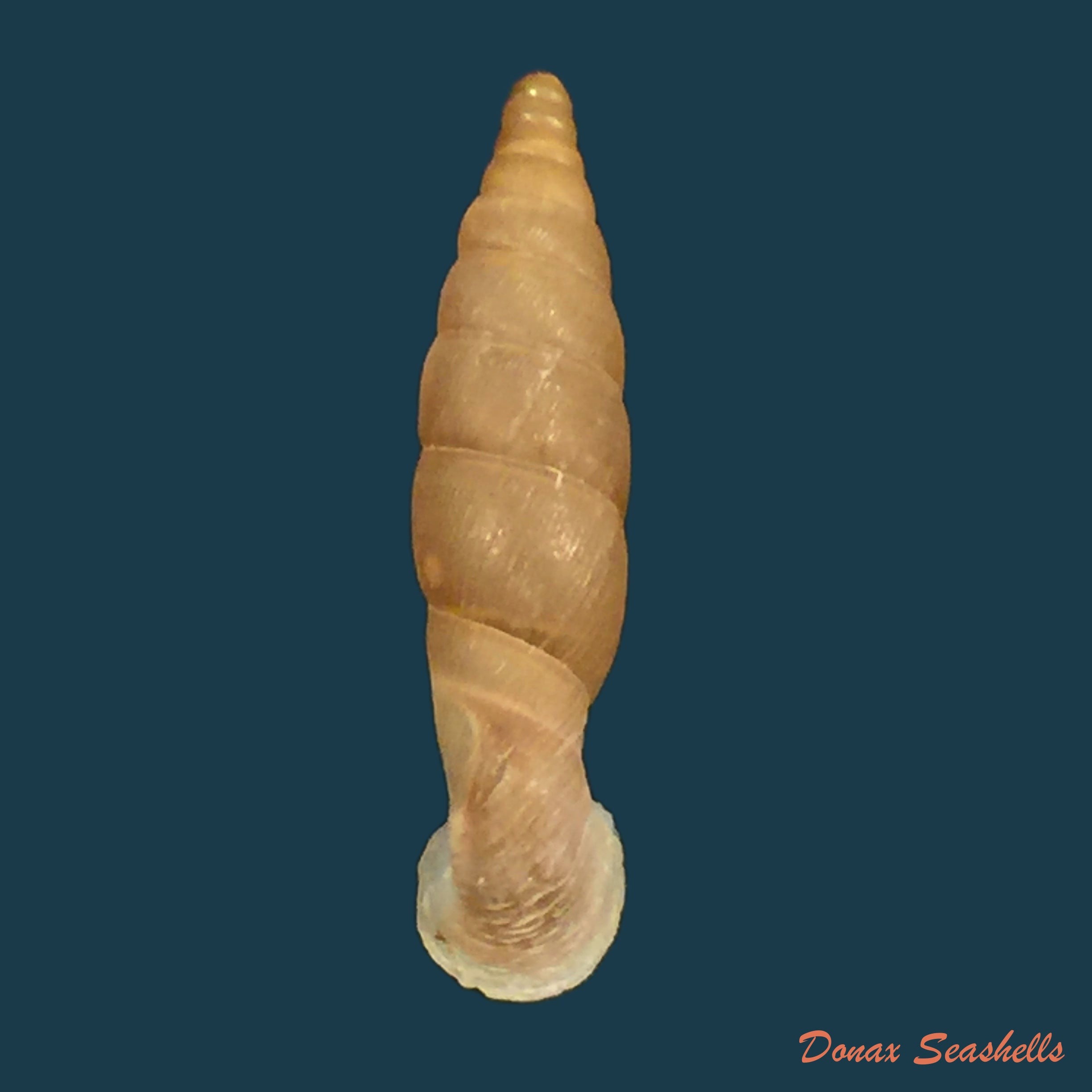 copia-de-copia-de-grandinena-mirifica-chen-gao-1982-17-3mm
