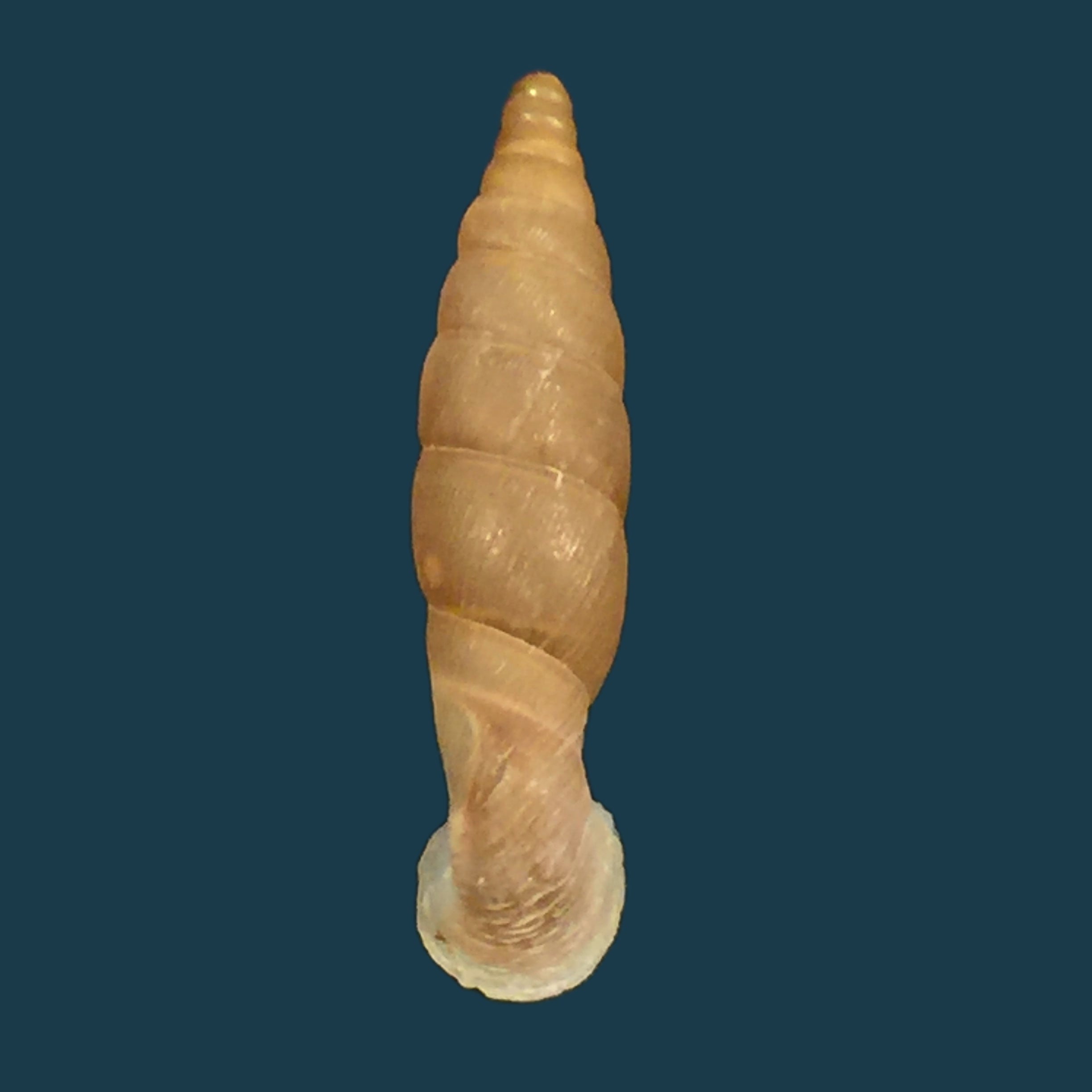 Grandinenia gastrum pallida H. Nordsieck, 2007 - 27,3mm