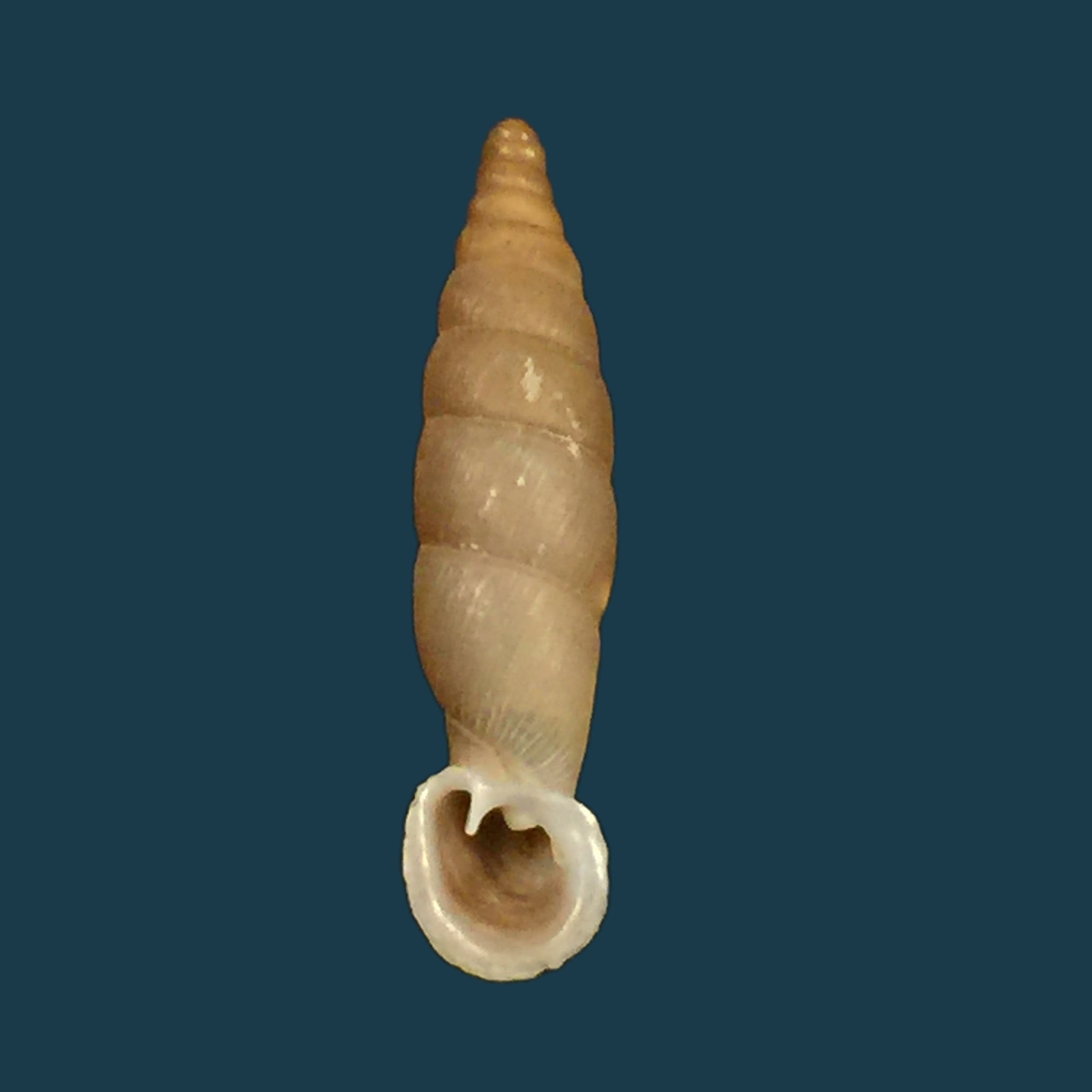 Grandinenia gastrum pallida H. Nordsieck, 2007 - 27,3mm