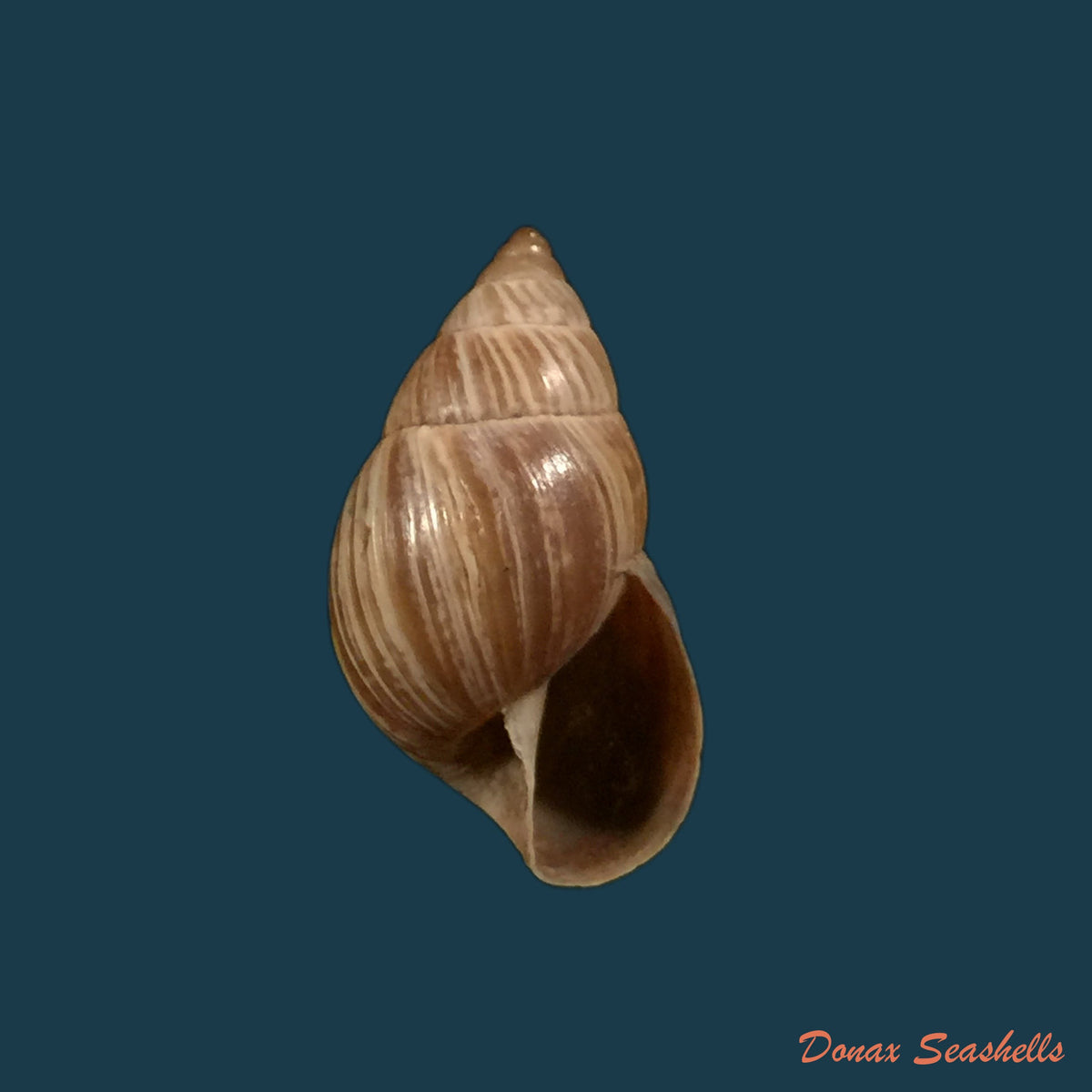 copia-de-copia-de-naesiotus-quitensis-quitensis-l-pfeiffer-1848-19-9mm