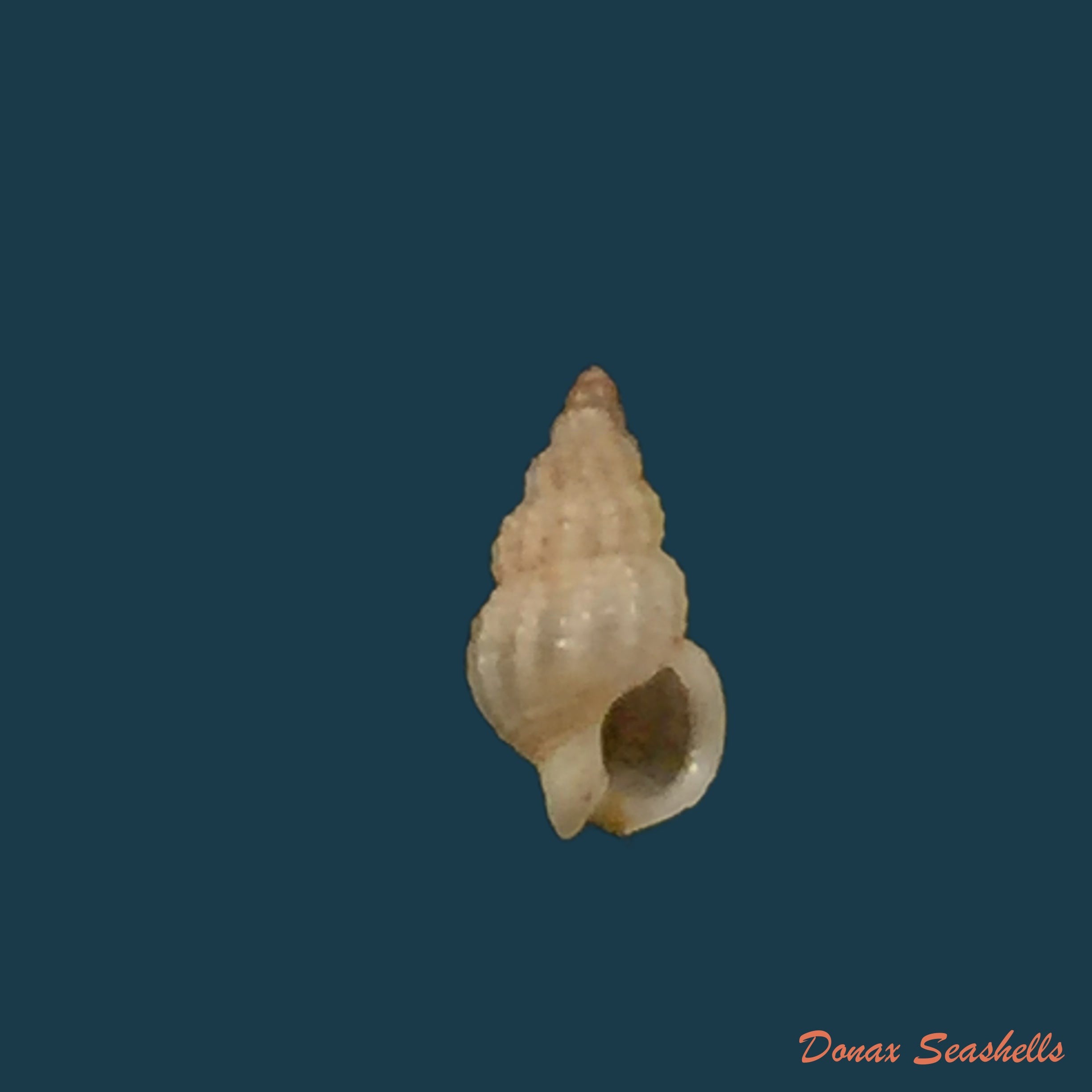 copia-de-copia-de-nassarius-argenteus-marrat-1877-5-5mm