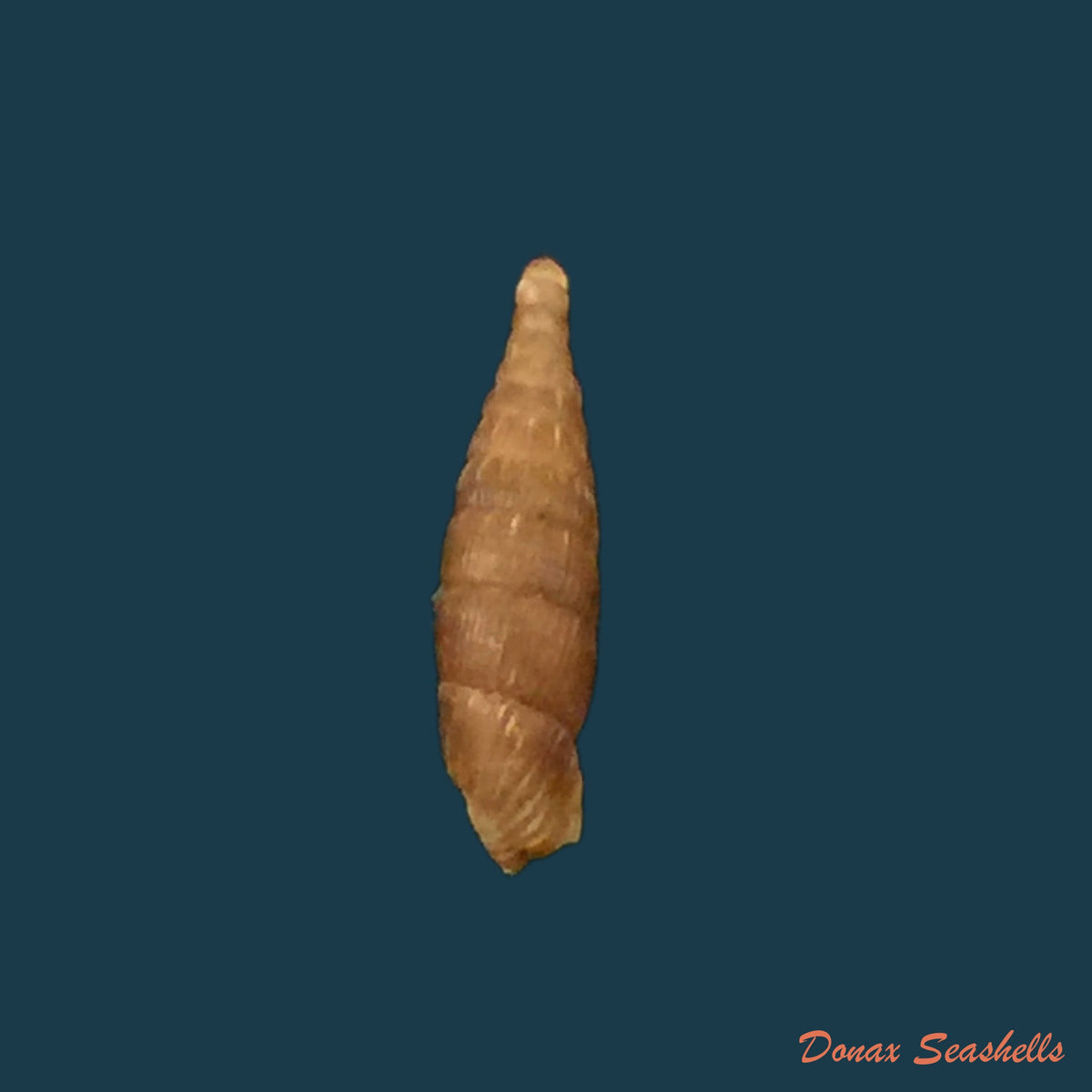 copia-de-copia-de-neostyriaca-saxatilishartmann-1843-10-2mm