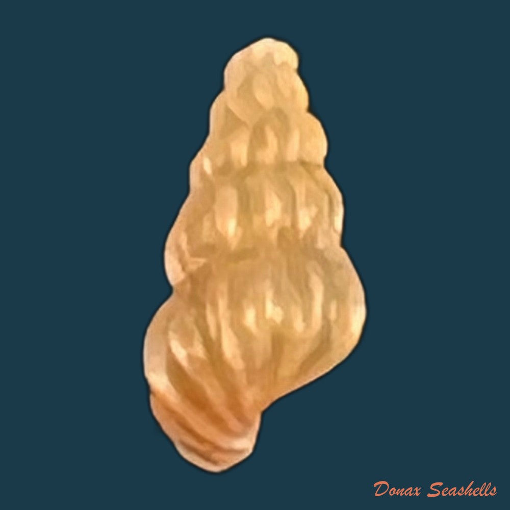 copia-de-copia-de-oncomelania-hupensis-hupensis-gredler-1881-7-1mm