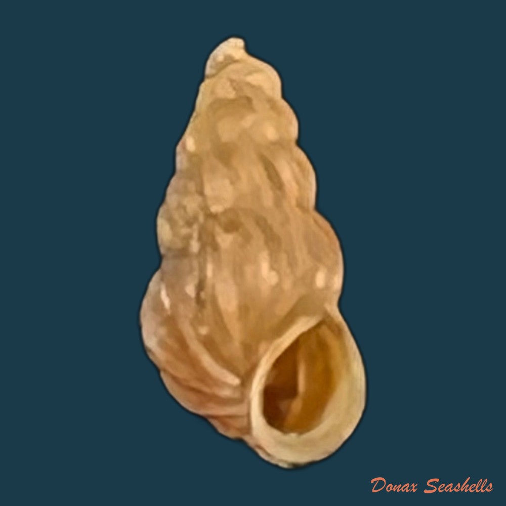 copia-de-copia-de-oncomelania-hupensis-hupensis-gredler-1881-7-1mm
