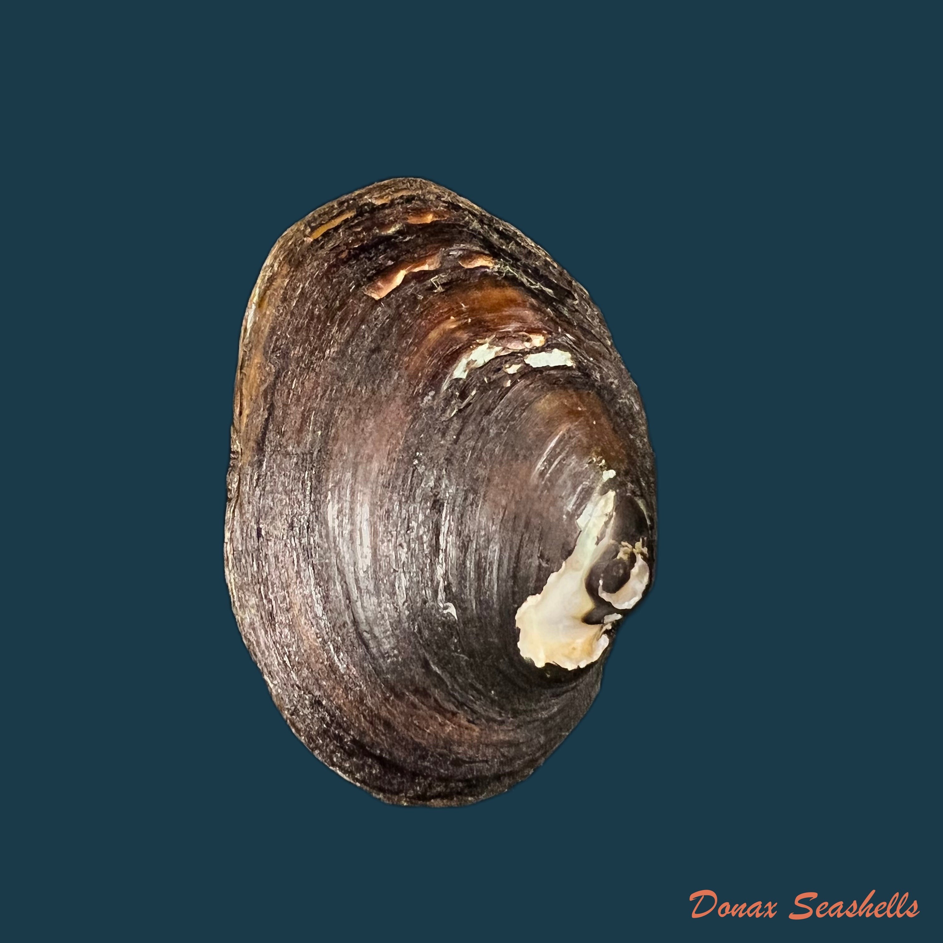 copia-de-copia-de-potamida-littoralis-lamarck-1801-61-3mm
