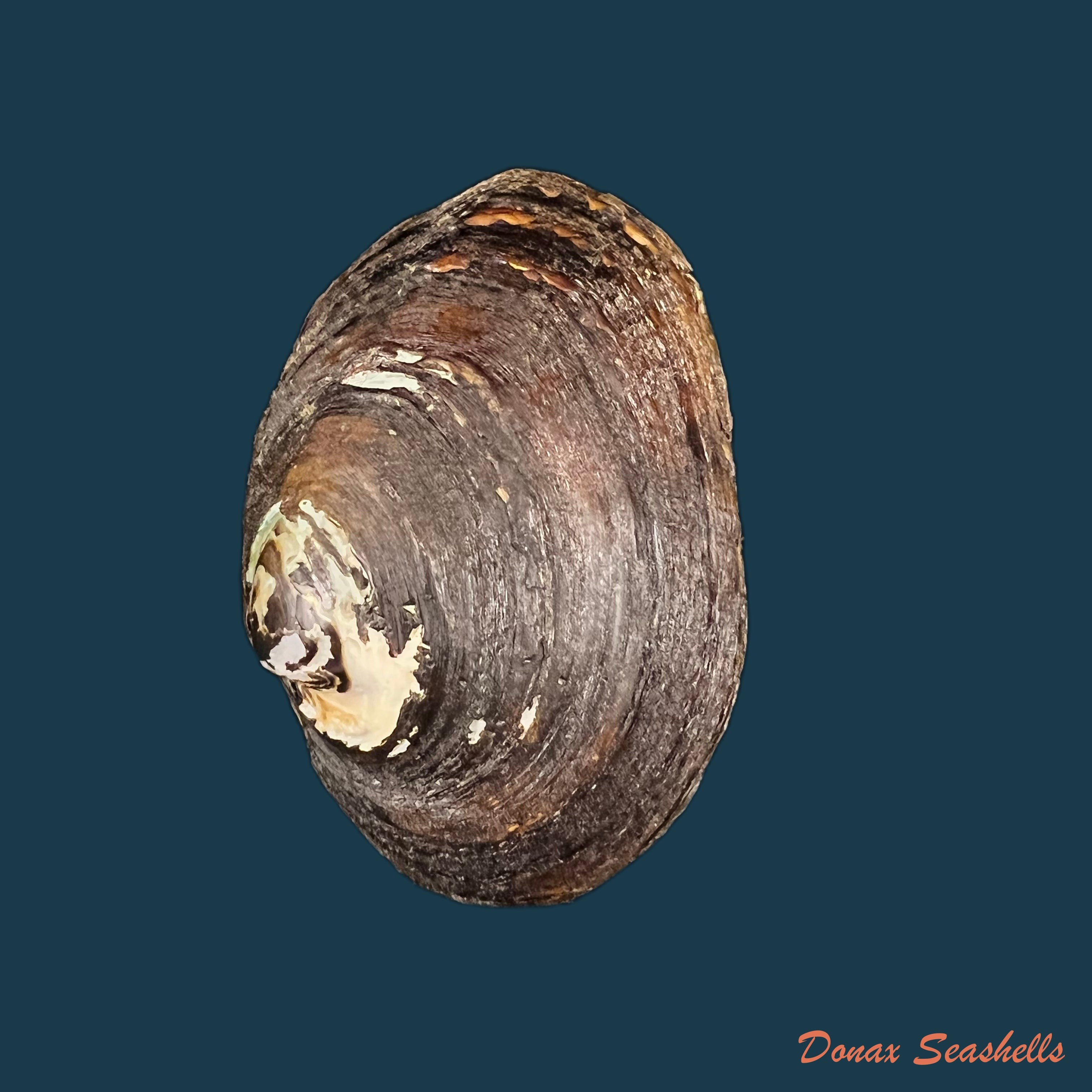 copia-de-copia-de-potamida-littoralis-lamarck-1801-61-3mm