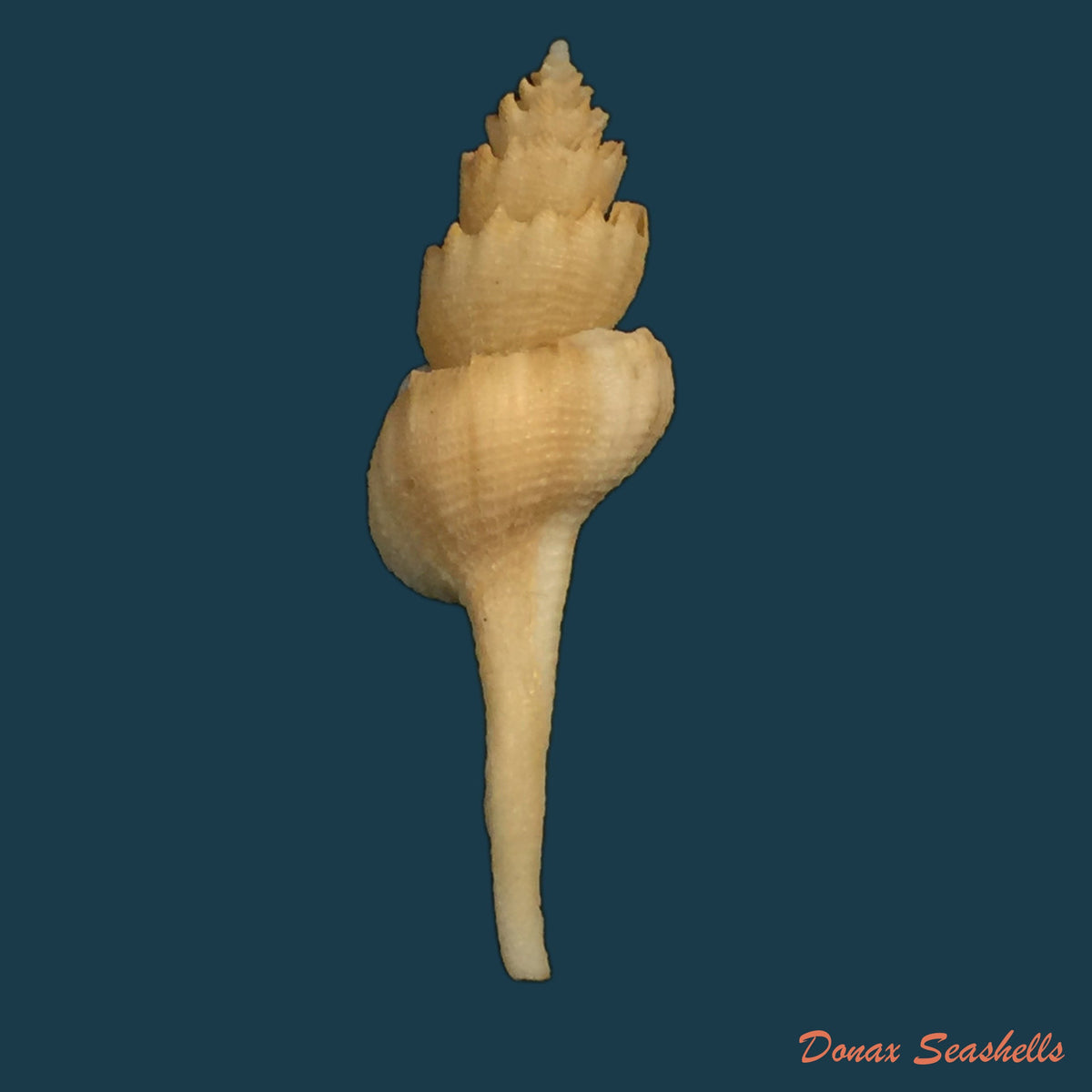 copia-de-copia-de-siratus-formosus-g-b-sowerby-ii-1841