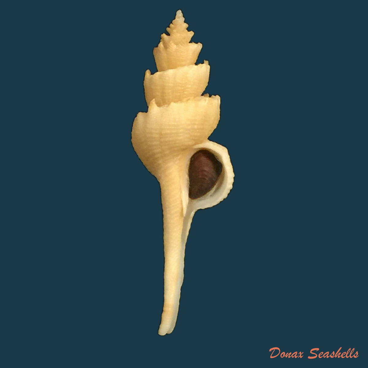 copia-de-copia-de-siratus-formosus-g-b-sowerby-ii-1841