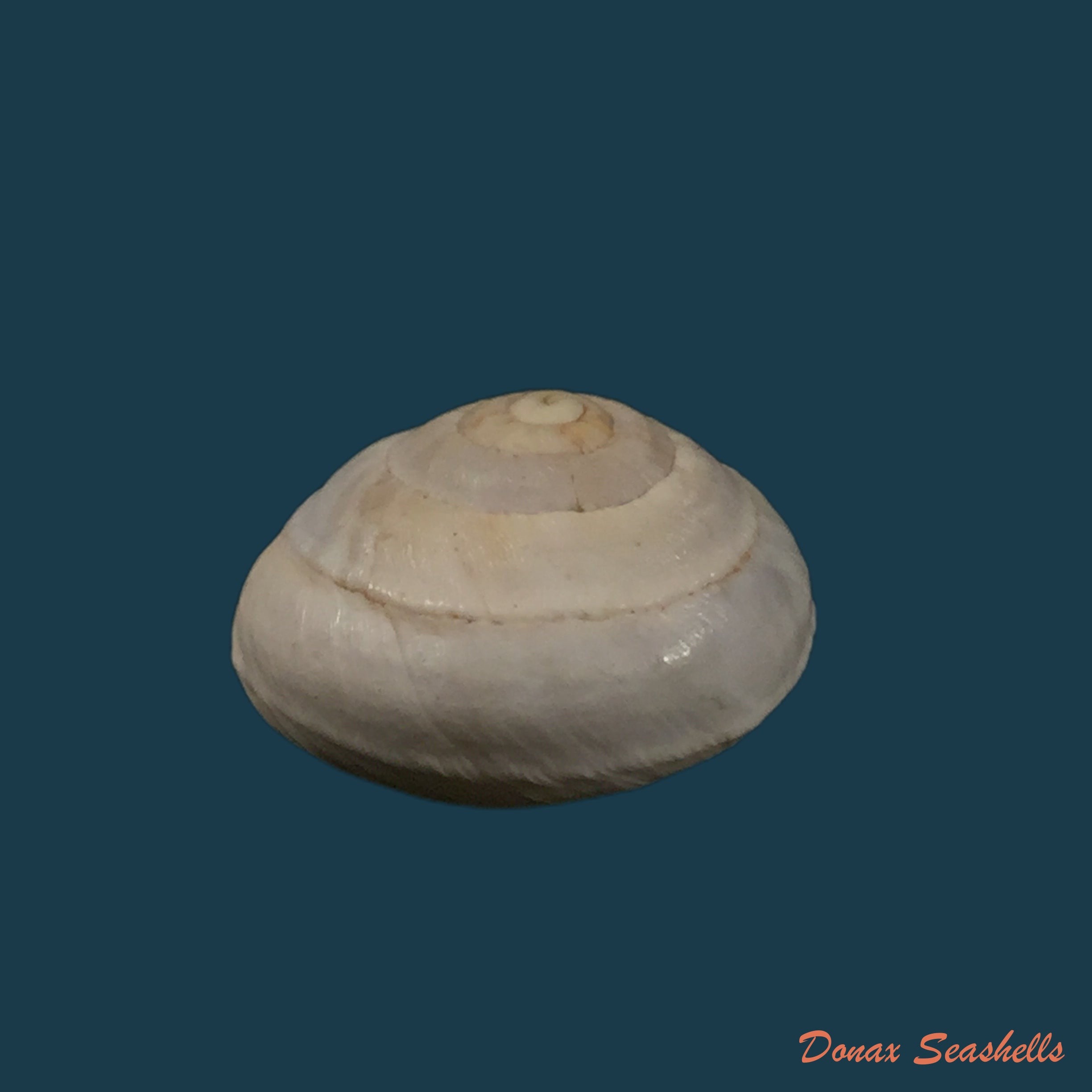 copia-de-copia-de-sphincterochila-pardoi-llabador-1950-20mm