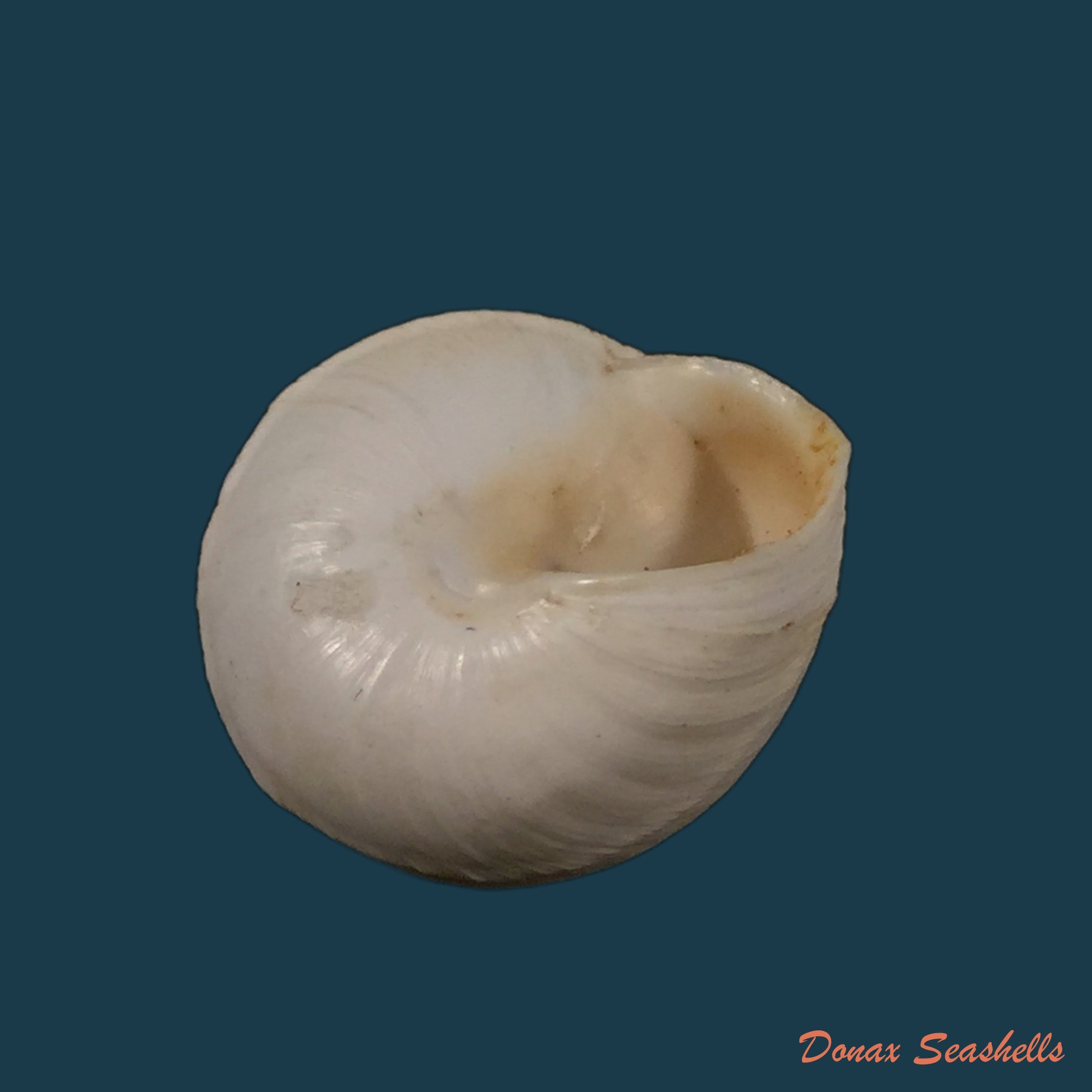 copia-de-copia-de-sphincterochila-pardoi-llabador-1950-20mm