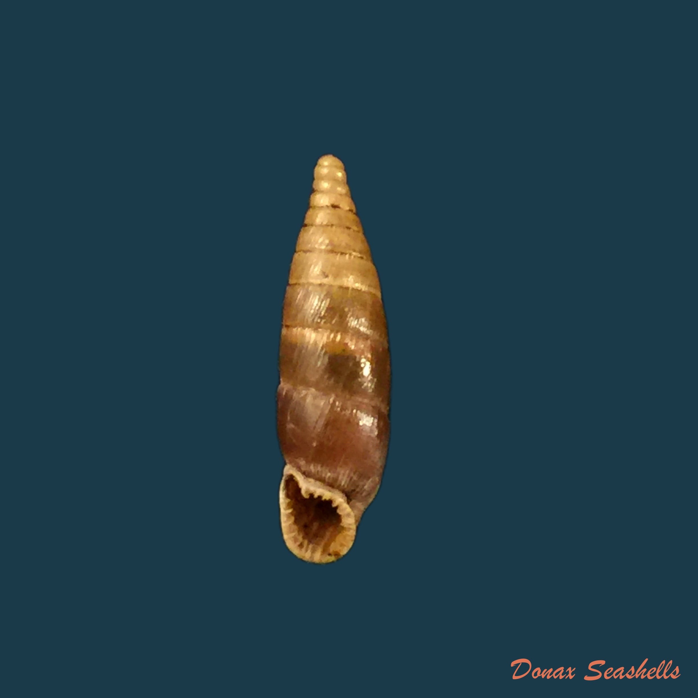 copia-de-copia-de-sprattia-bicarinata-grisea-neubert-1992-22-6mm