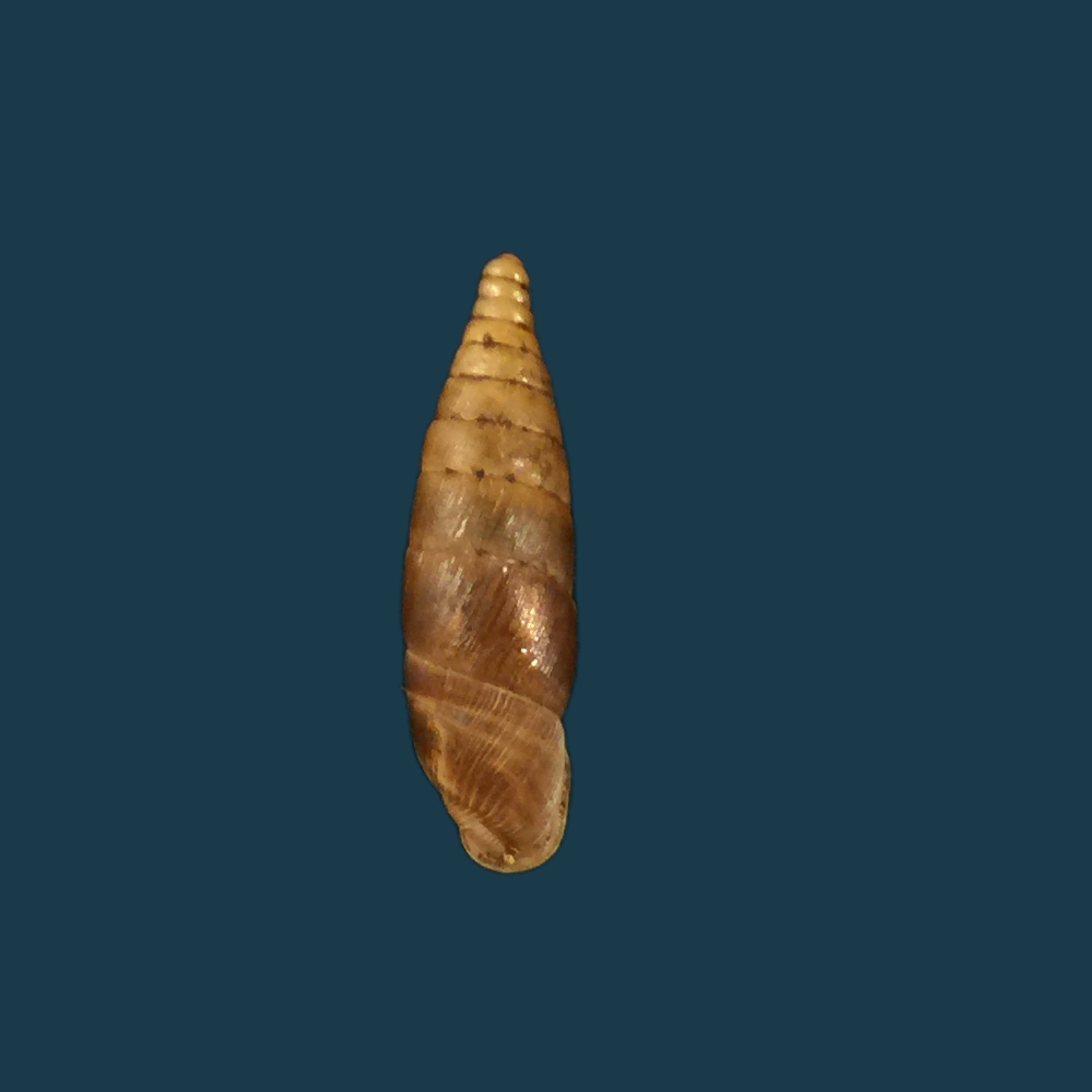 Elia multiserrata (Boetter, 1896) - 16,2mm