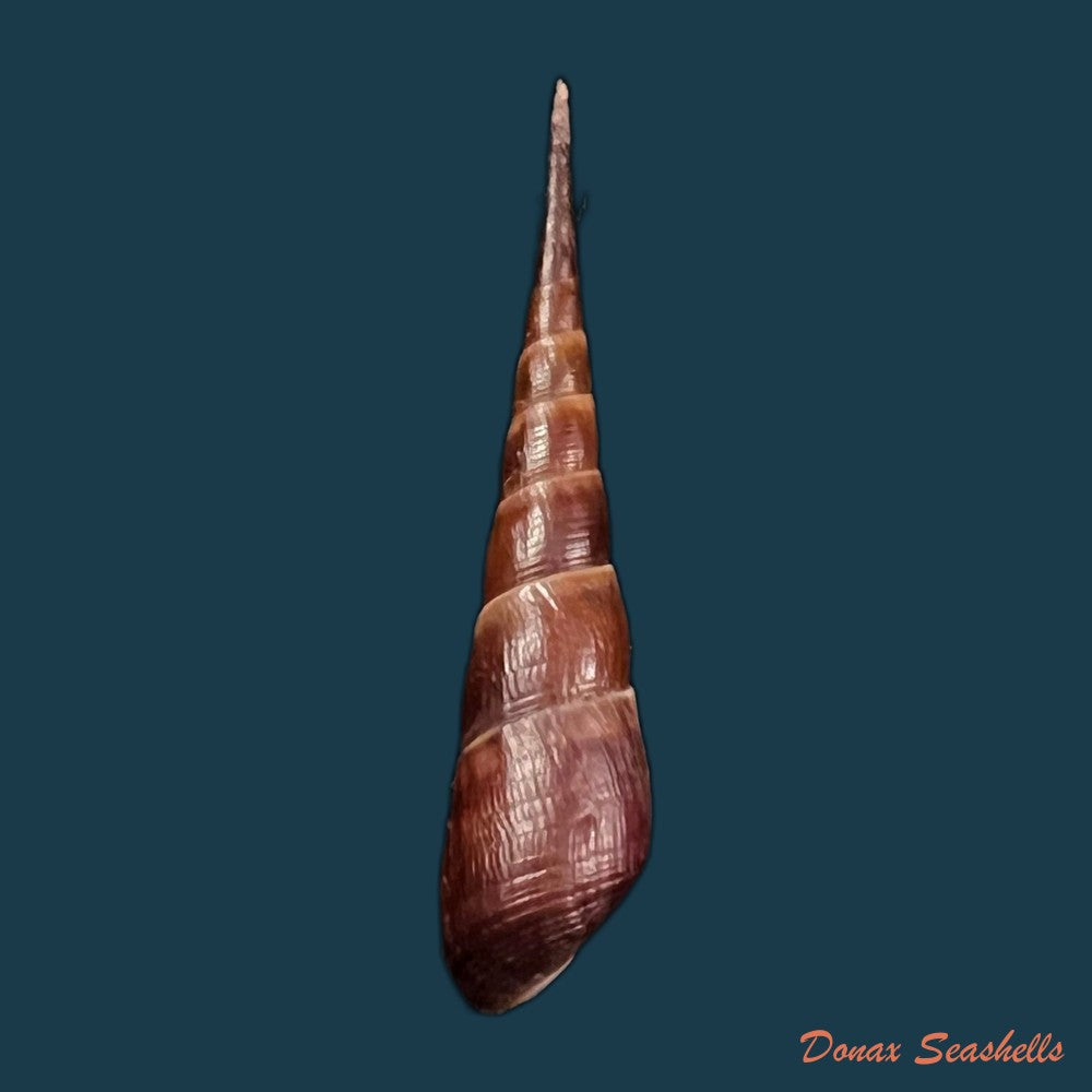 copia-de-copia-de-stenomelania-hastula-lea-1850-39-2mm