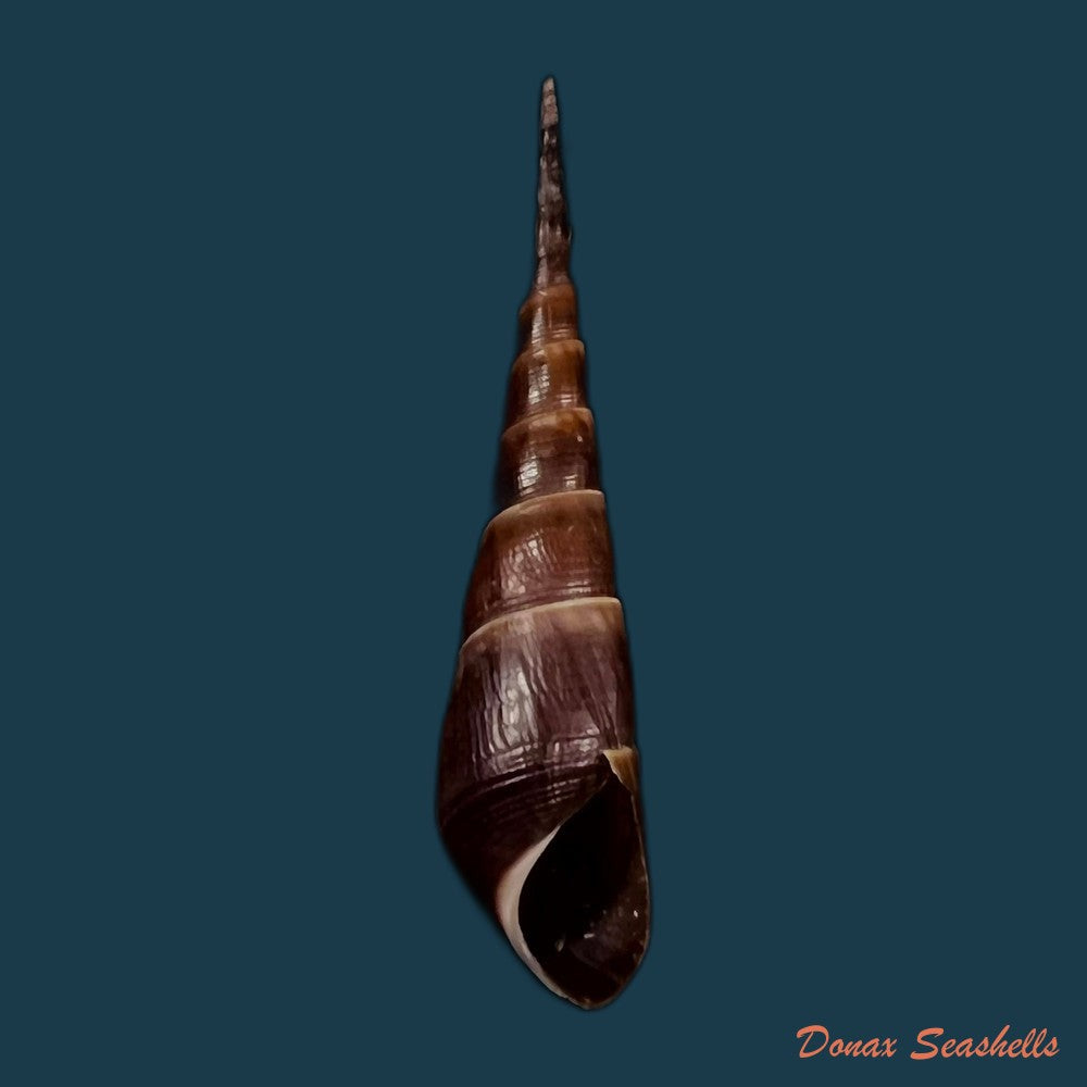 copia-de-copia-de-stenomelania-hastula-lea-1850-39-2mm