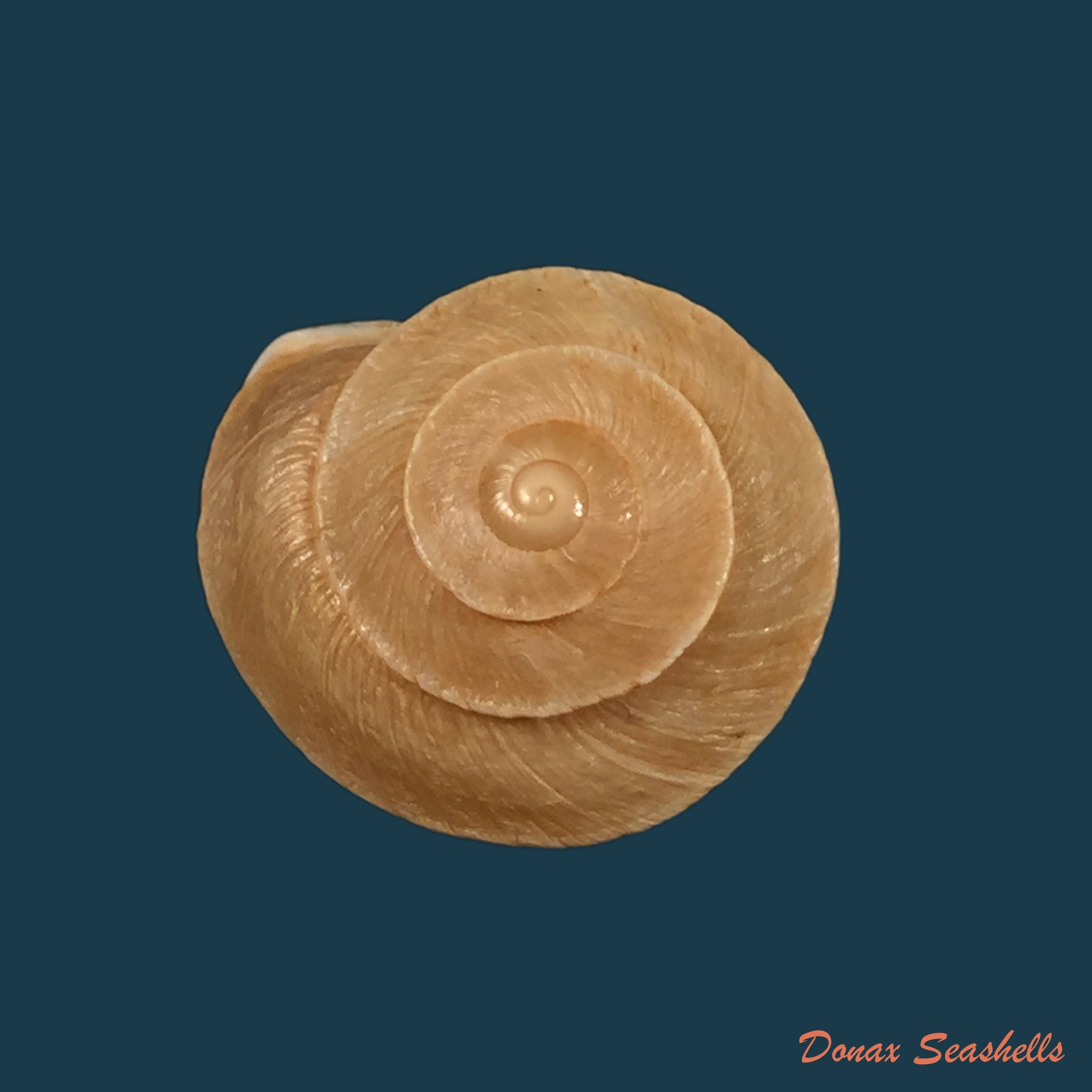 copia-de-copia-de-tingitana-minetti-cristataria-pallary-1920-27-9mm