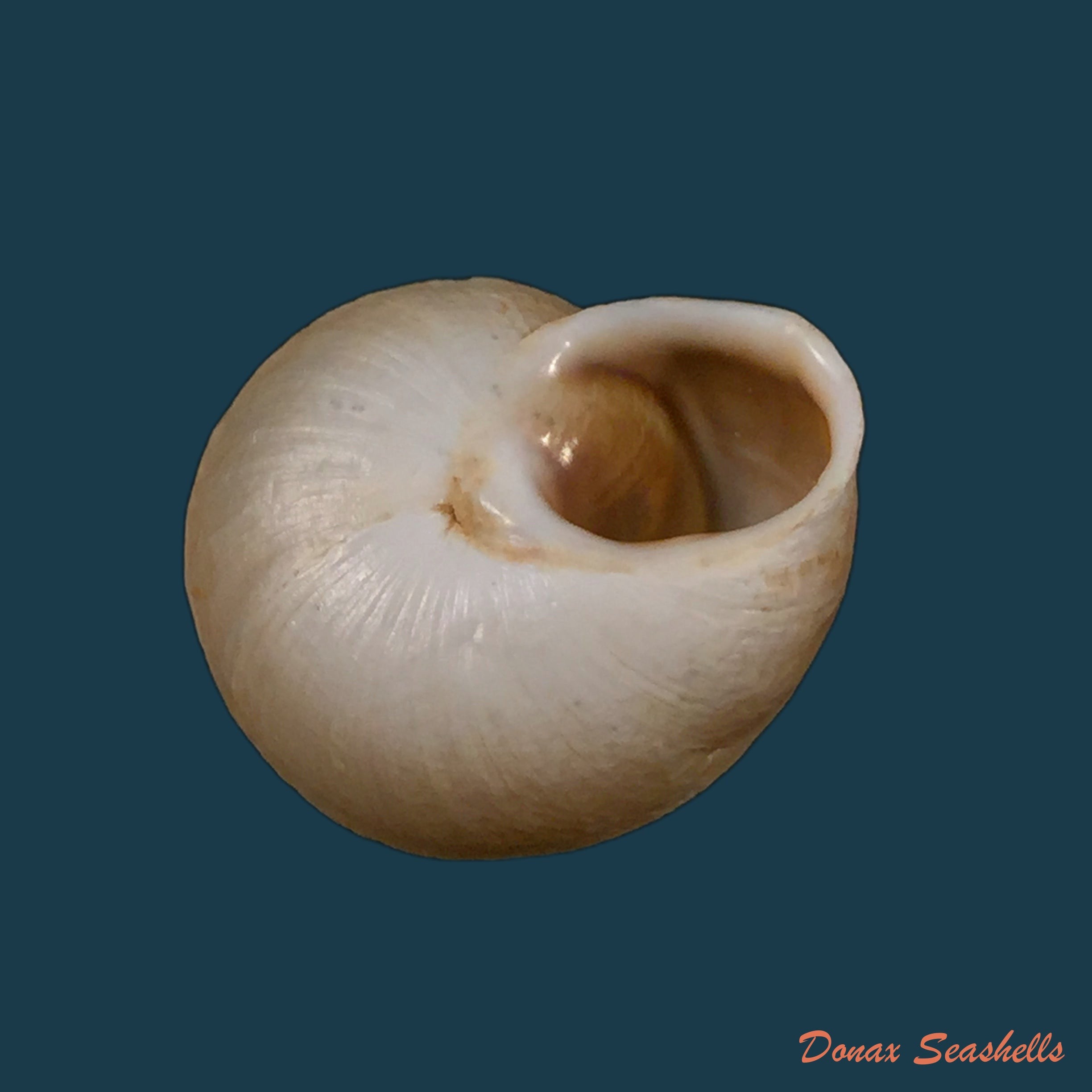 copia-de-copia-de-tingitana-minetti-cristataria-pallary-1920-27-9mm