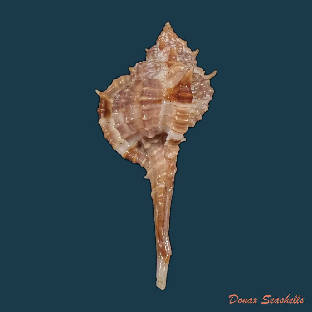 copia-de-copia-de-vokesimurex-recuvirostris-broderip-1833-40-8mm