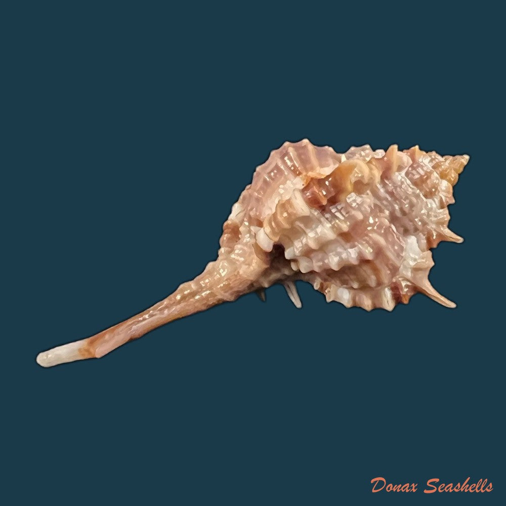copia-de-copia-de-vokesimurex-recuvirostris-broderip-1833-40-8mm