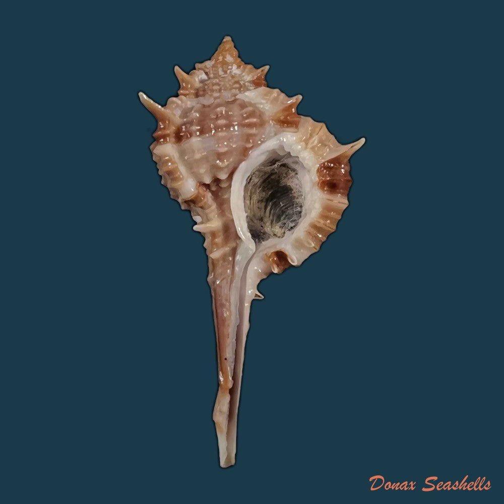 copia-de-copia-de-vokesimurex-recuvirostris-broderip-1833-40-8mm