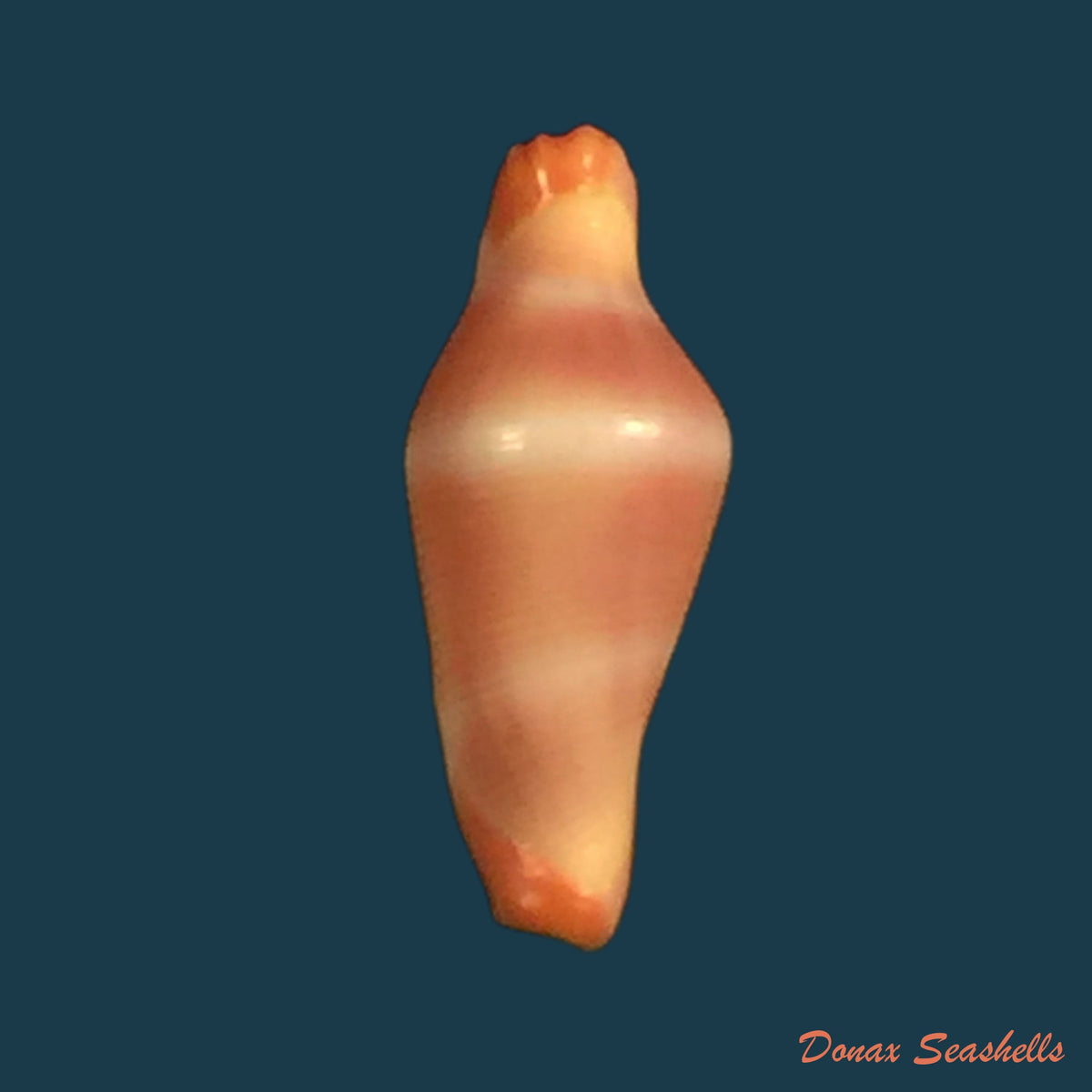 copia-de-corbula-dautzenbergi-lamy-1941