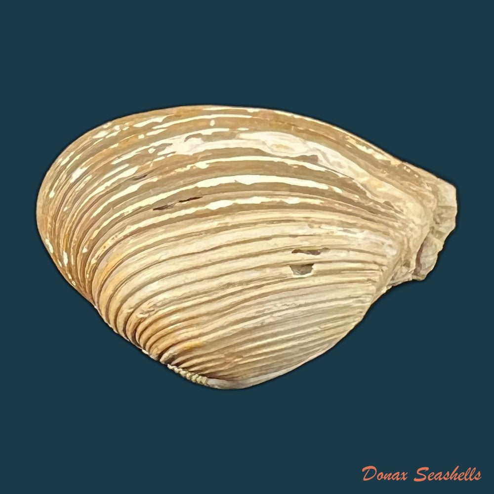 copia-de-corbula-erythrodon-lamarck-1818-23-5mm