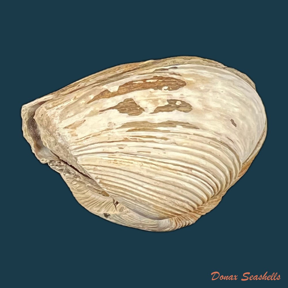 copia-de-corbula-erythrodon-lamarck-1818-23-5mm