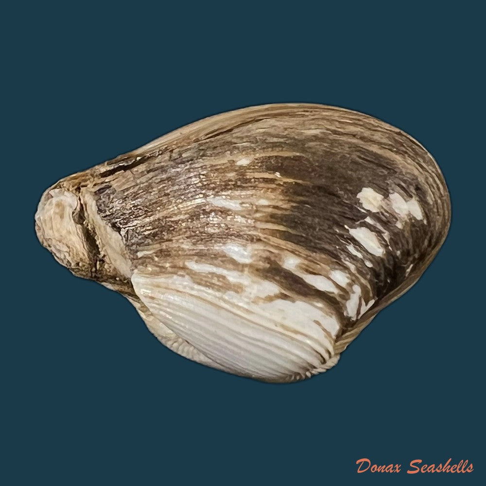 copia-de-corbula-erythrodon-lamarck-1818-23-6mm