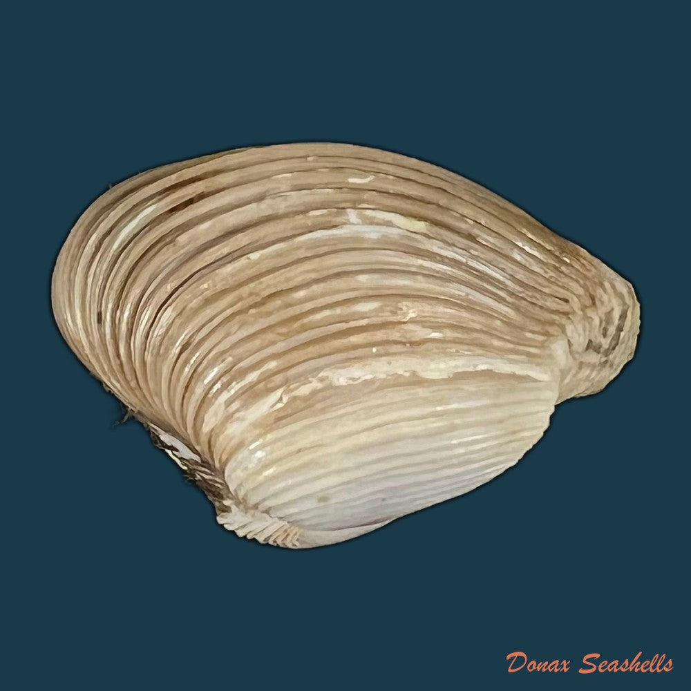 copia-de-corbula-erythrodon-lamarck-1818-23-6mm