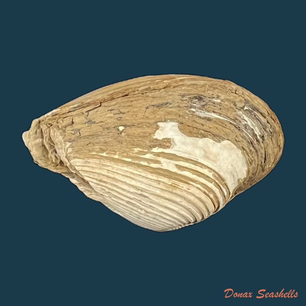 copia-de-corbula-erythrodon-lamarck-1818-24-7mm
