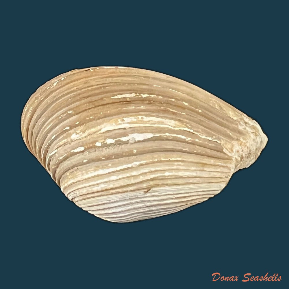 copia-de-corbula-erythrodon-lamarck-1818-24-7mm