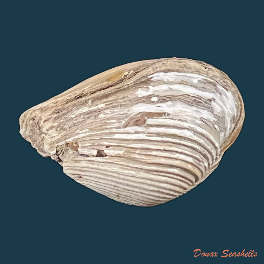 copia-de-corbula-erythrodon-lamarck-1818-25-3mm