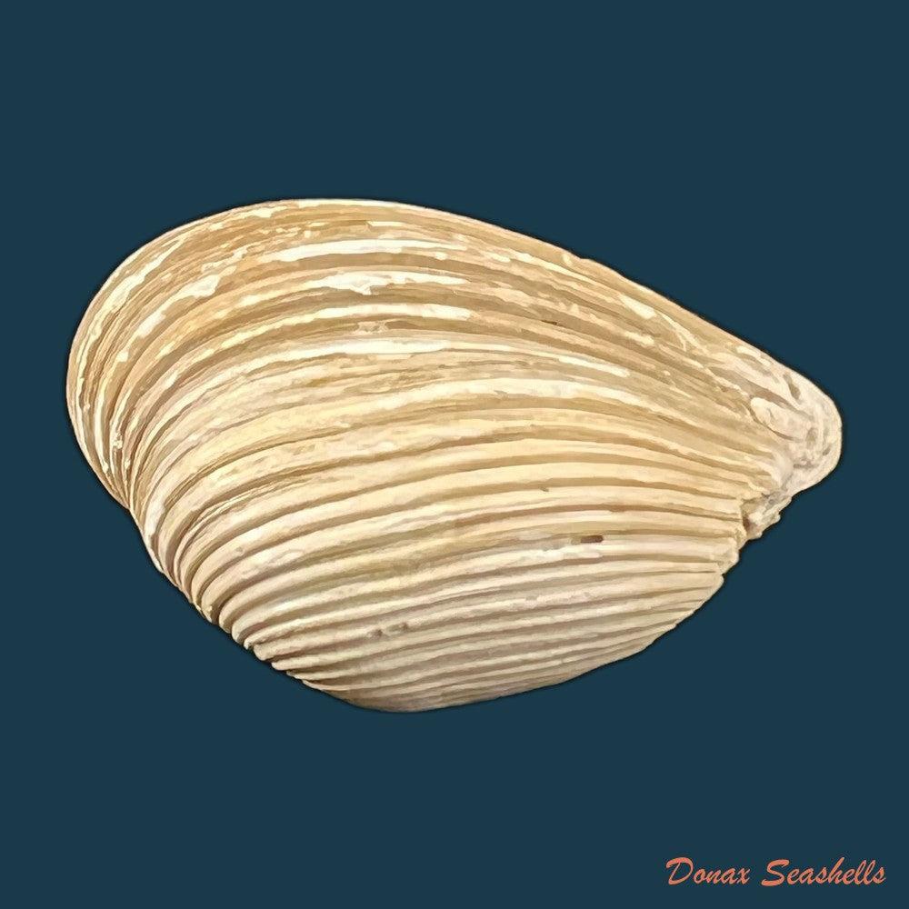 copia-de-corbula-erythrodon-lamarck-1818-25-3mm