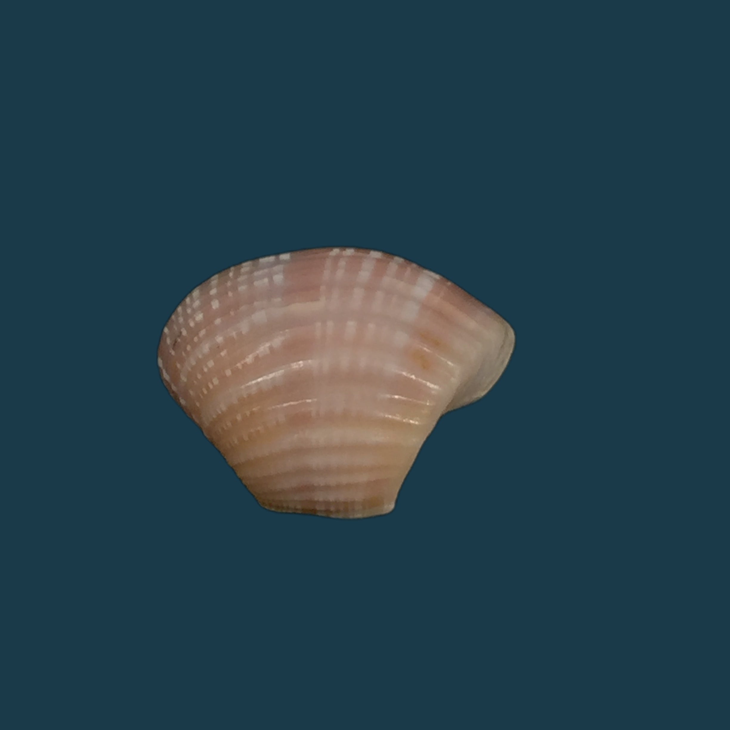 Corbula spiosa Reeve, 1843 - 19,3mm