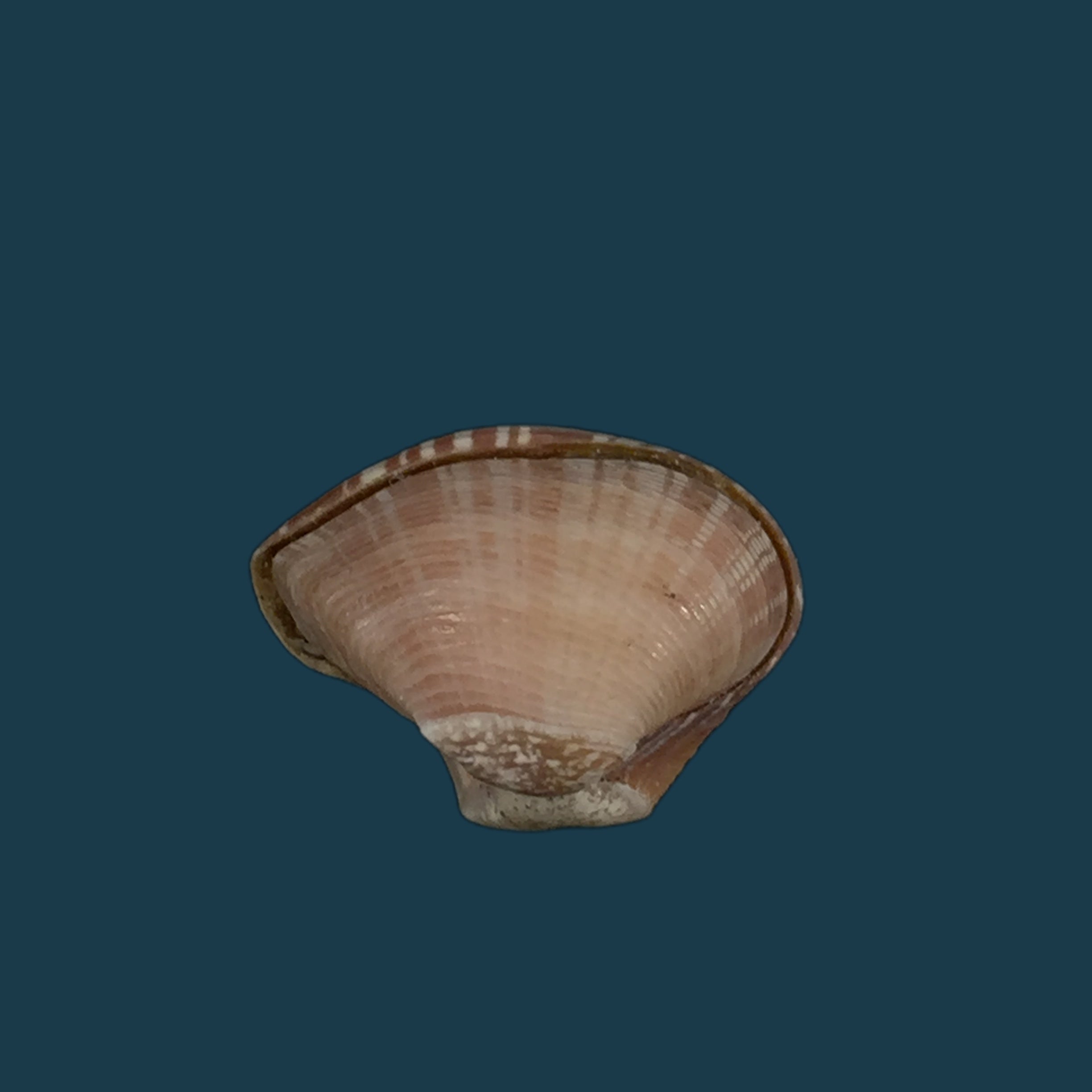 Corbula spiosa Reeve, 1843 - 19,3mm