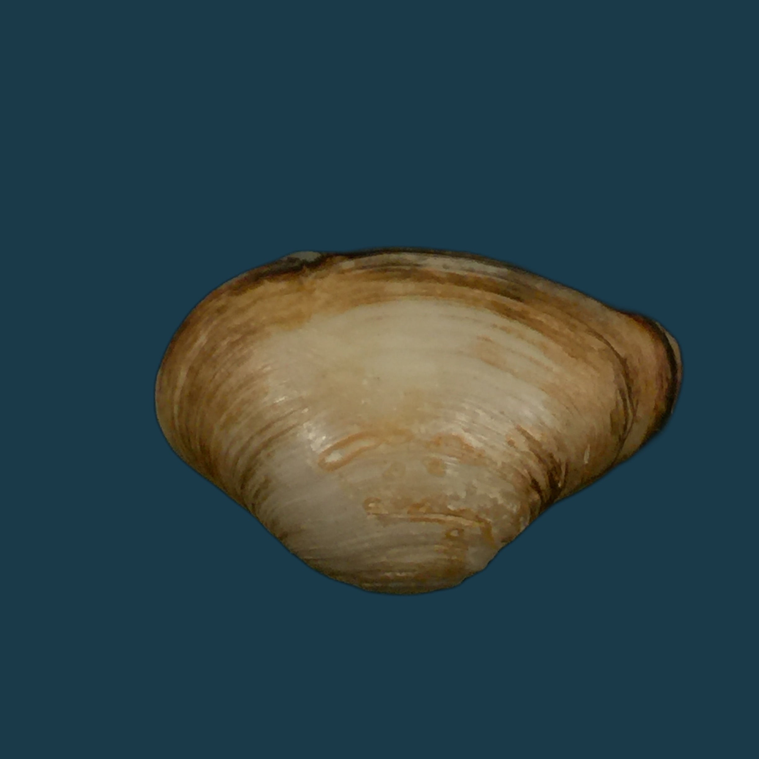 埃罗多纳 mactroides Bosc, 1801 - 24,8mm