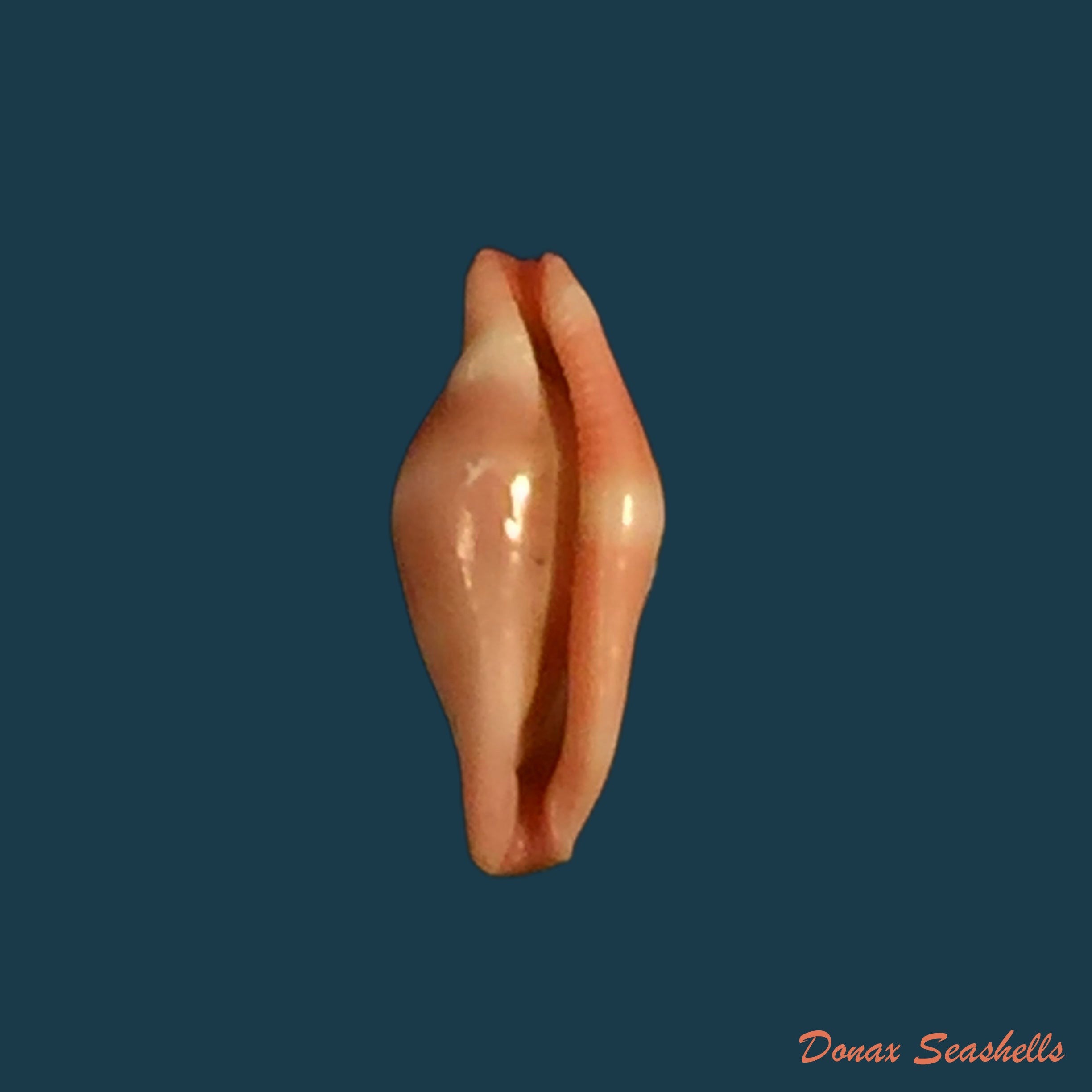 copia-de-corbula-patagonica-orbigny-1846