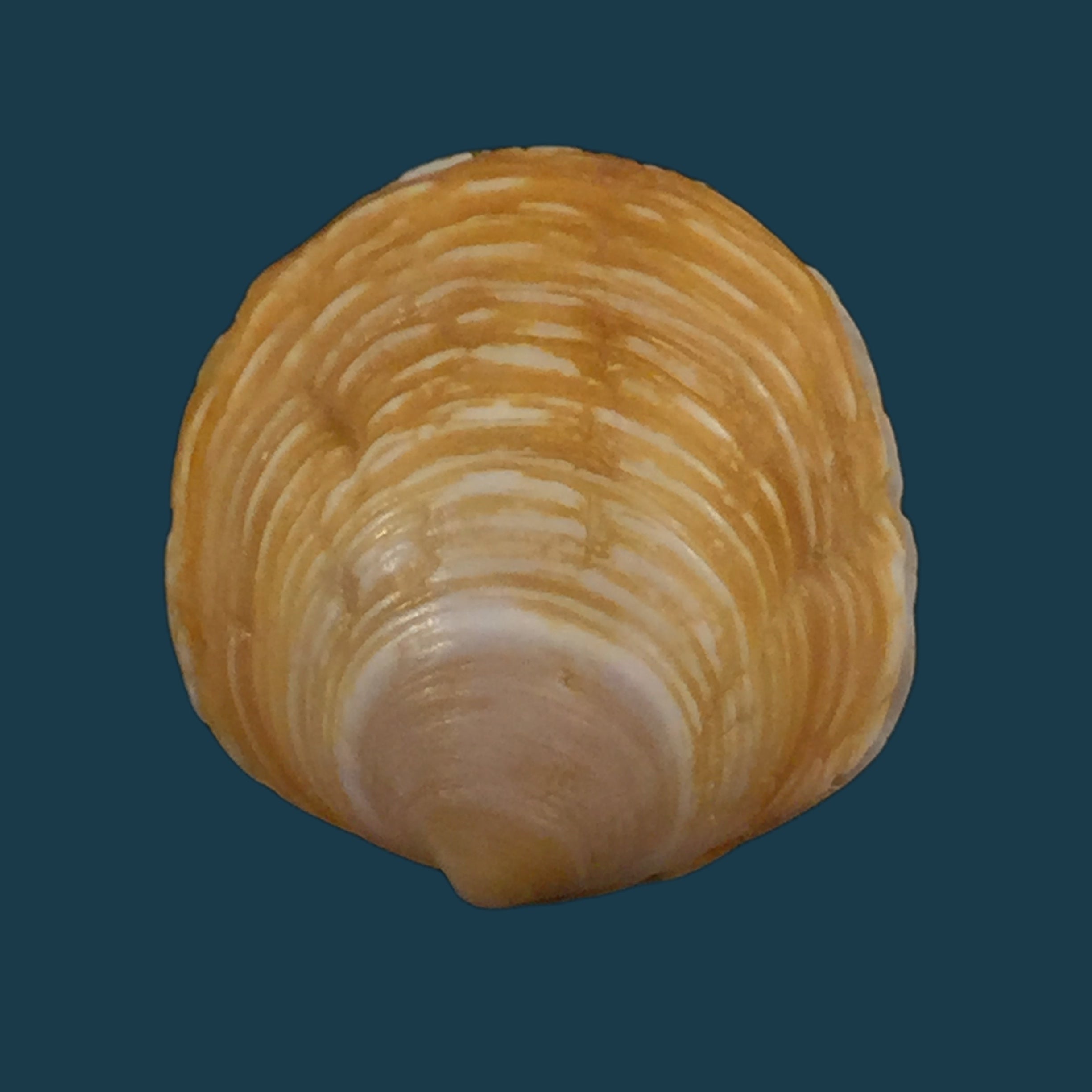 Corbula sulcata 拉马克，1801 - 24,8mm
