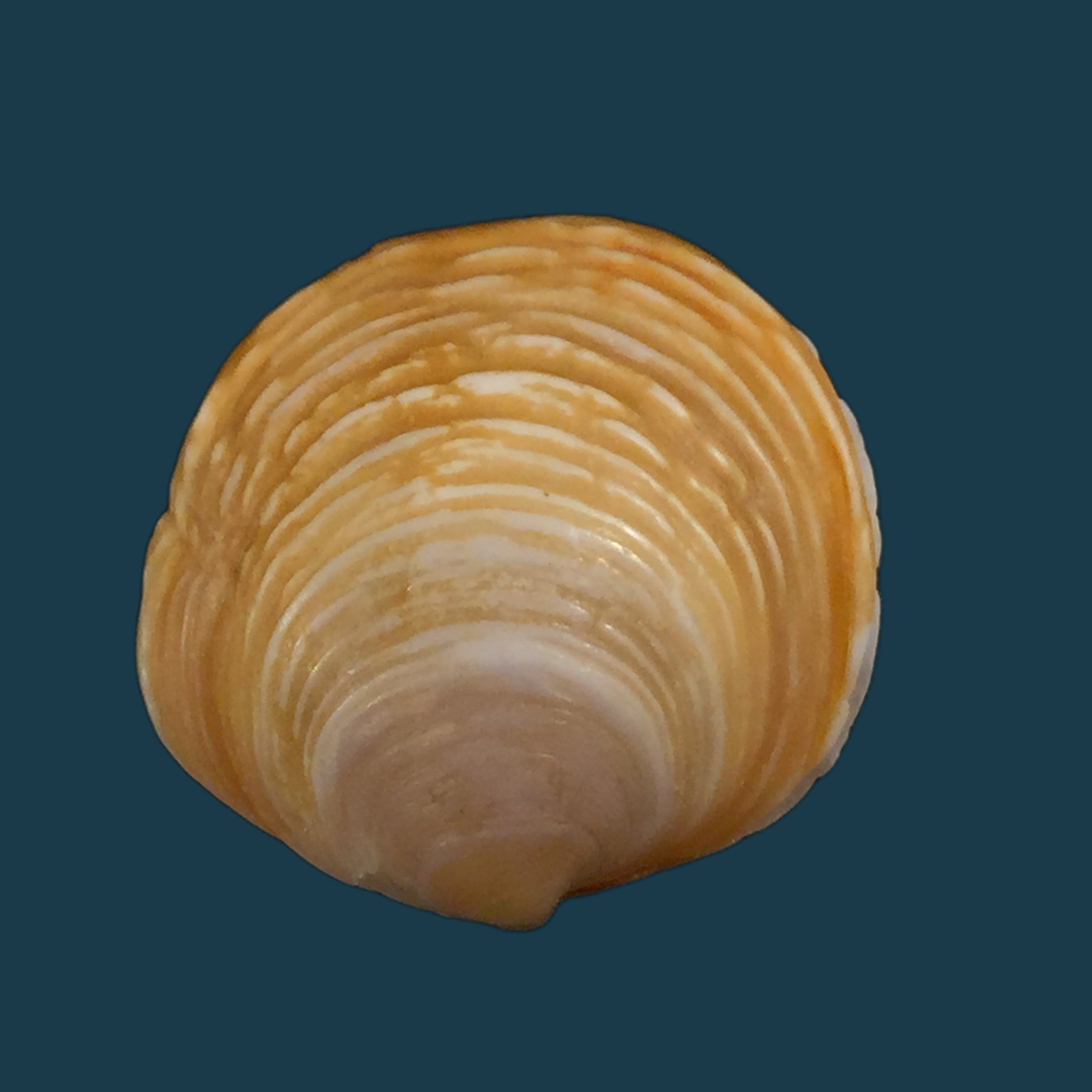 Corbula sulcata 拉马克，1801 - 24,8mm