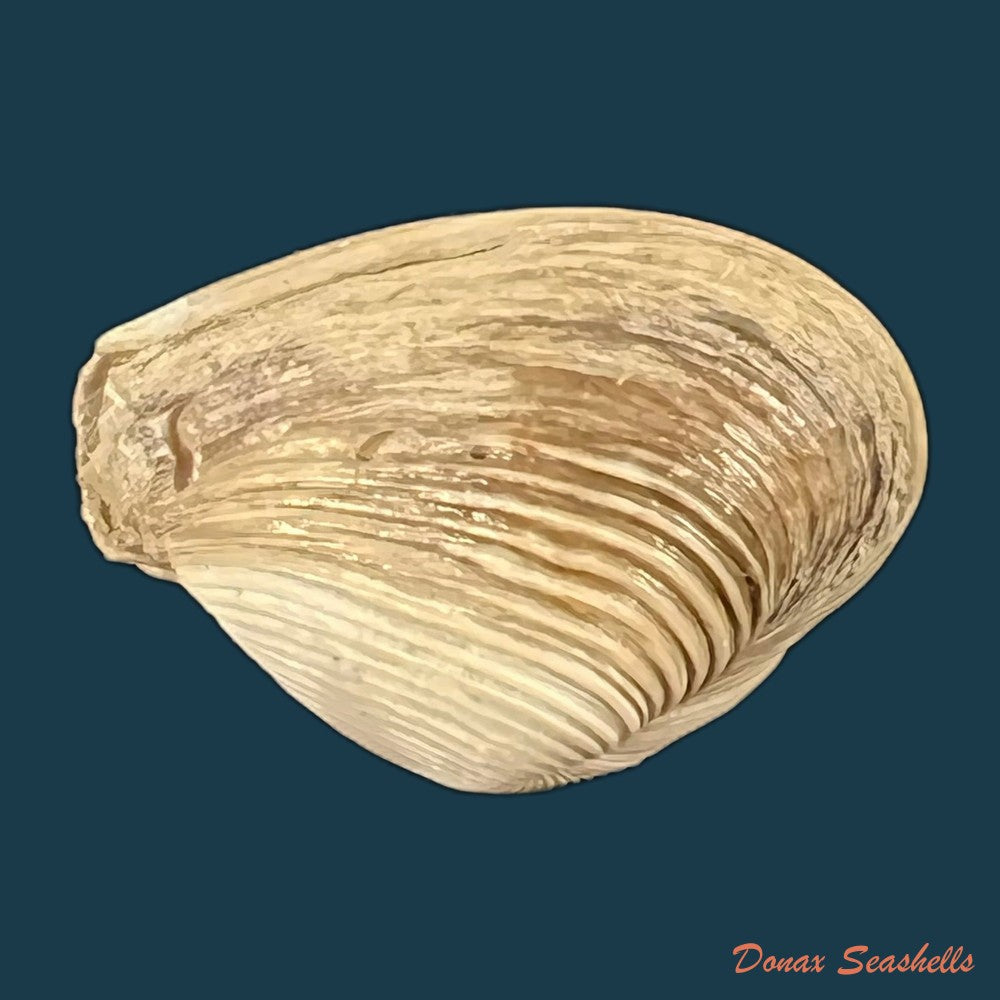 copia-de-corbula-speciosa-reeve-1843-19-1mm-1