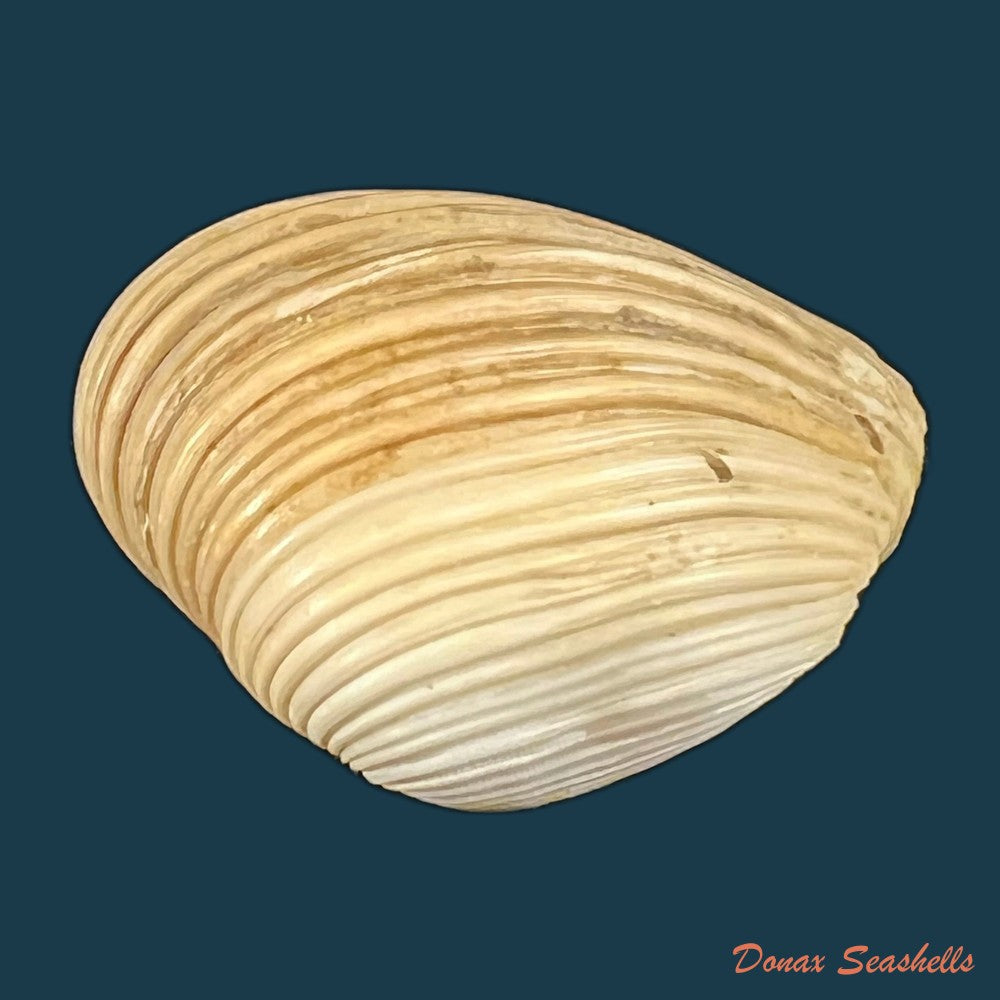 copia-de-corbula-speciosa-reeve-1843-19-1mm-1