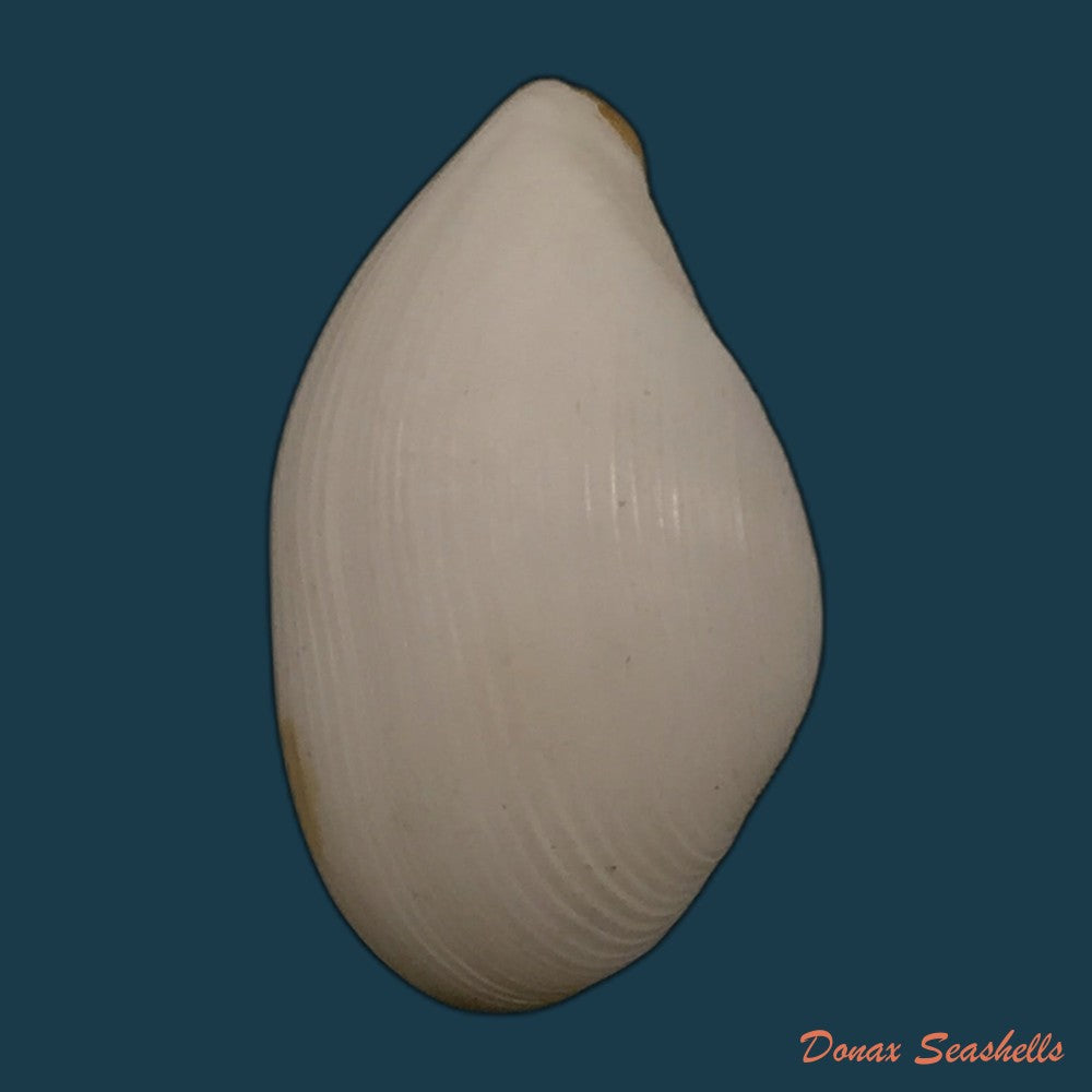 copia-de-corbula-speciosa-reeve-1843-19-1mm