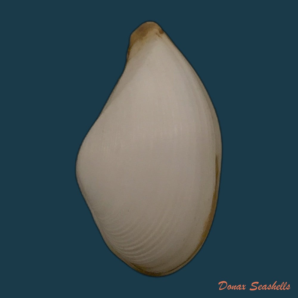 copia-de-corbula-speciosa-reeve-1843-19-1mm