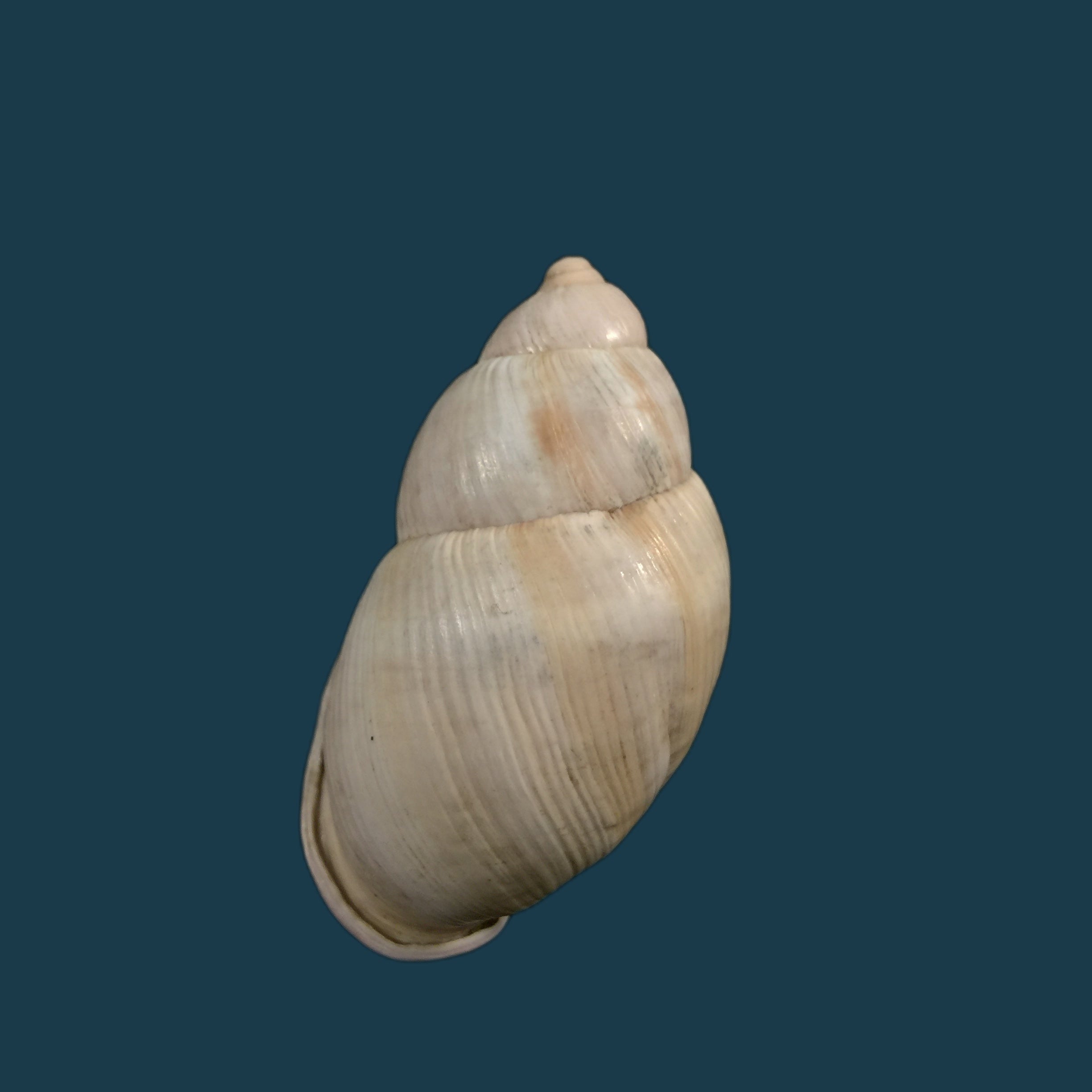 Porphyrobaphe iostoma (G. B. Sowerby I, 1824) - 59mm