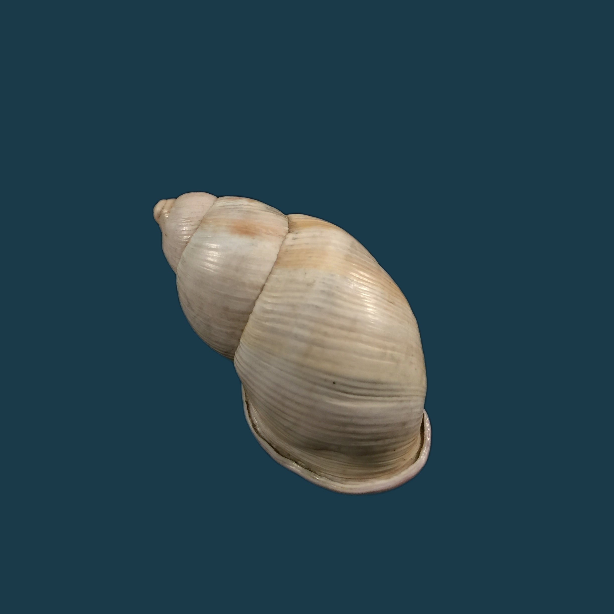 Porphyrobaphe iostoma (G. B. Sowerby I, 1824) - 59mm