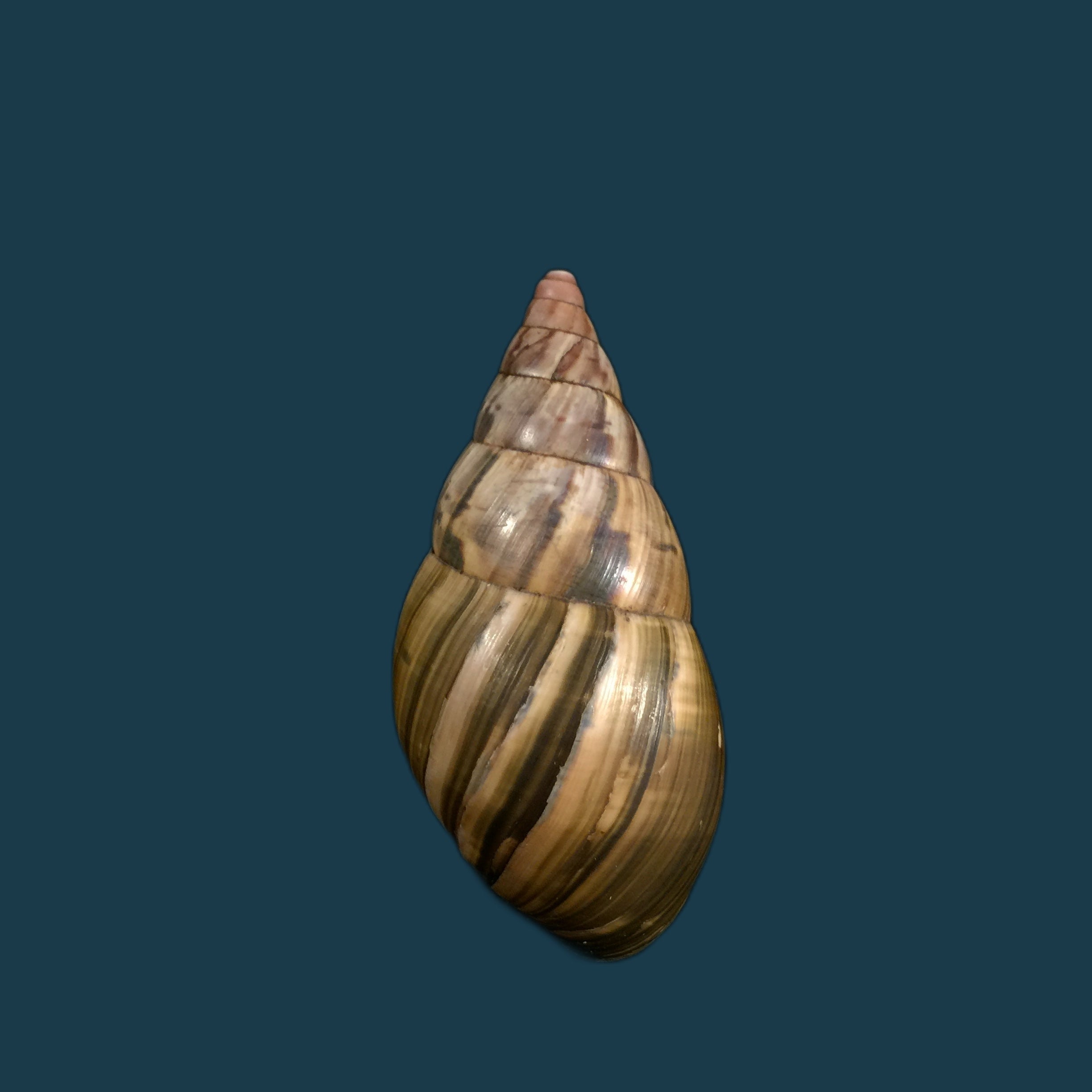 Corona loroisiana (Hupé, 1857)- 69,5mm