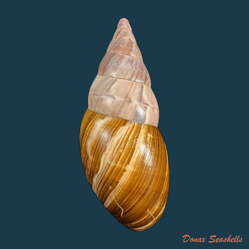 copia-de-corona-regalis-hupe-1857-77-3mm-1
