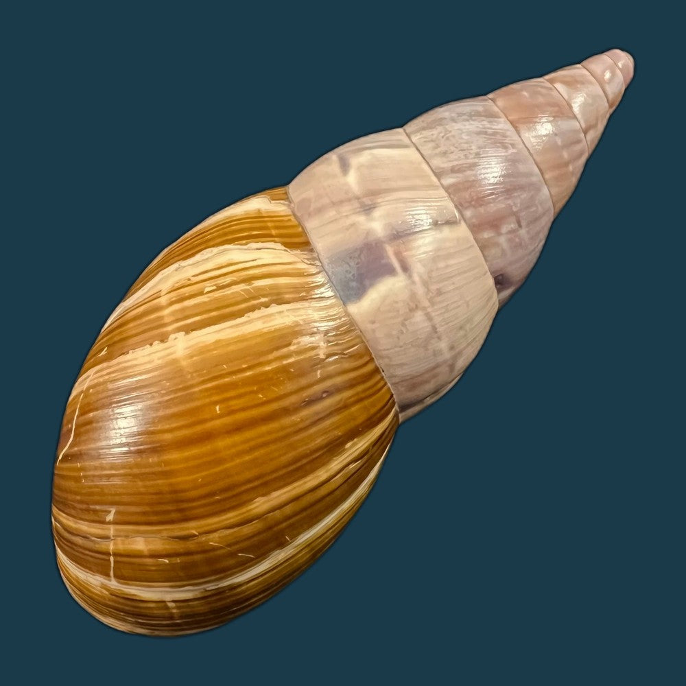 copia-de-corona-regalis-hupe-1857-77-3mm-1