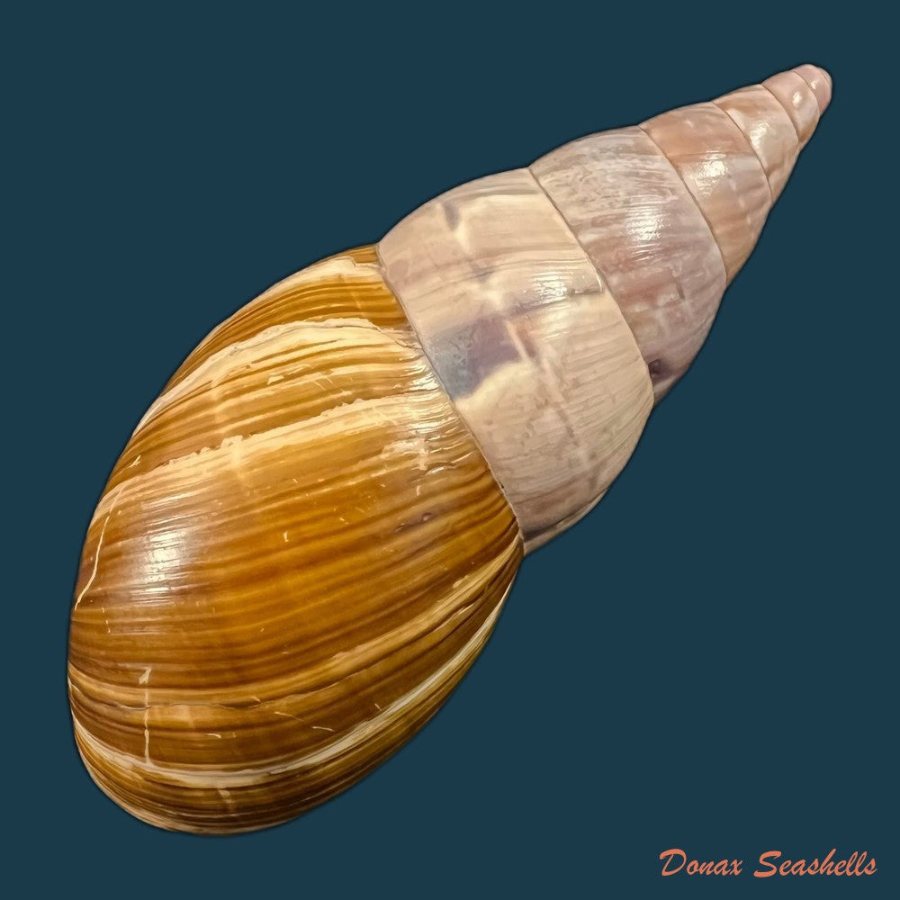 copia-de-corona-regalis-hupe-1857-77-3mm-1