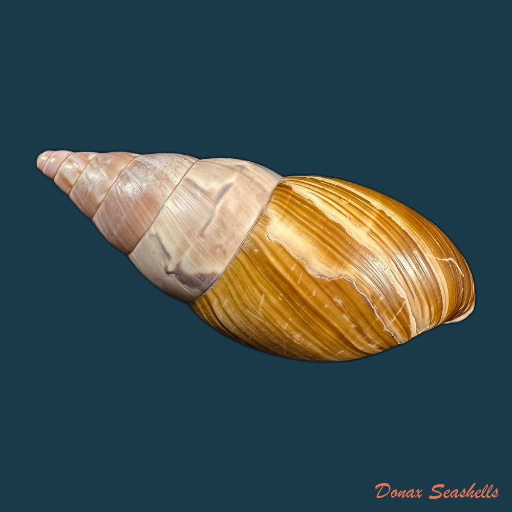 copia-de-corona-regalis-hupe-1857-77-3mm-1
