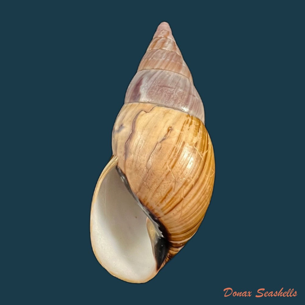 copia-de-corona-regalis-hupe-1857-77-3mm-1